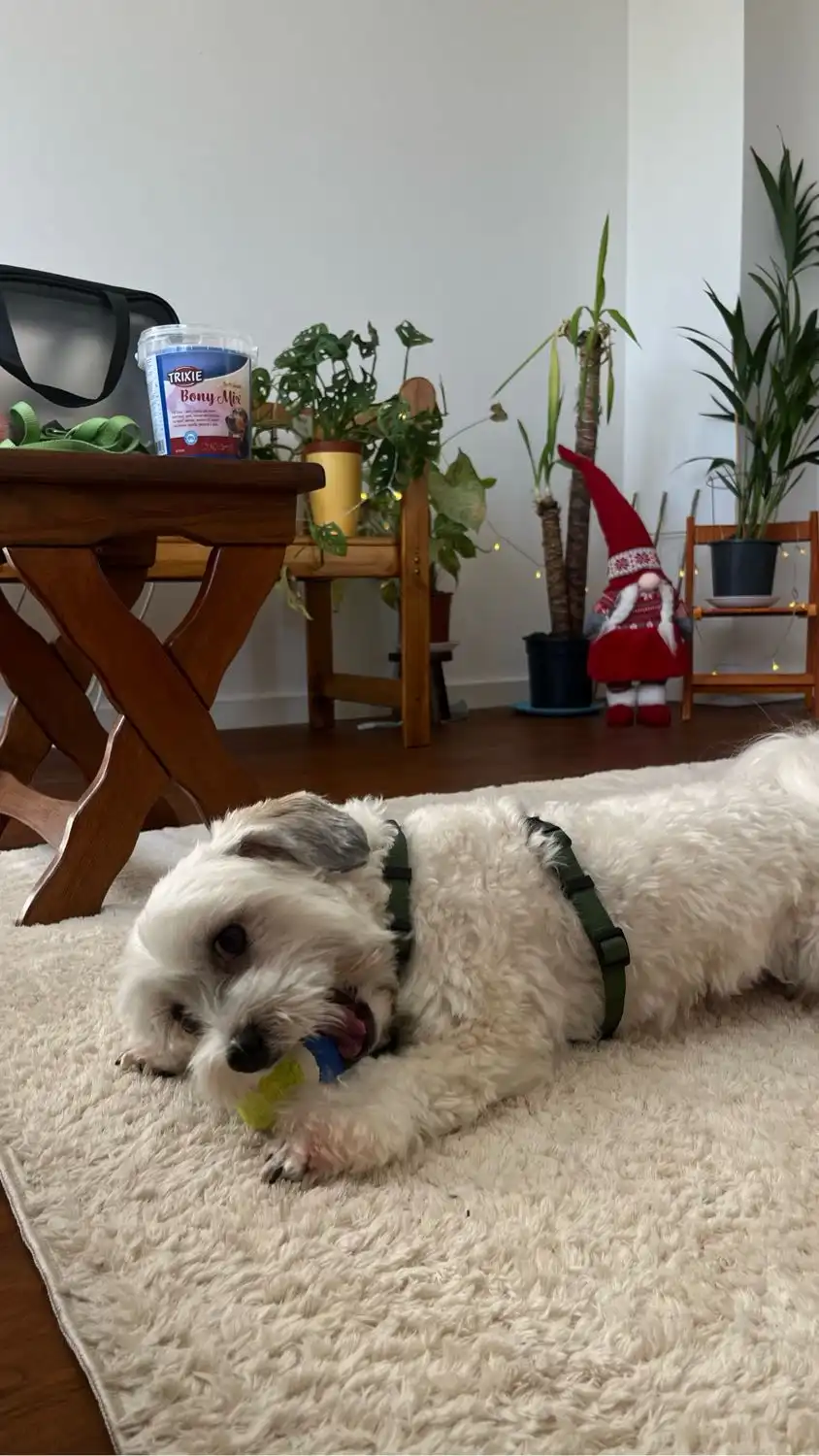 image-17