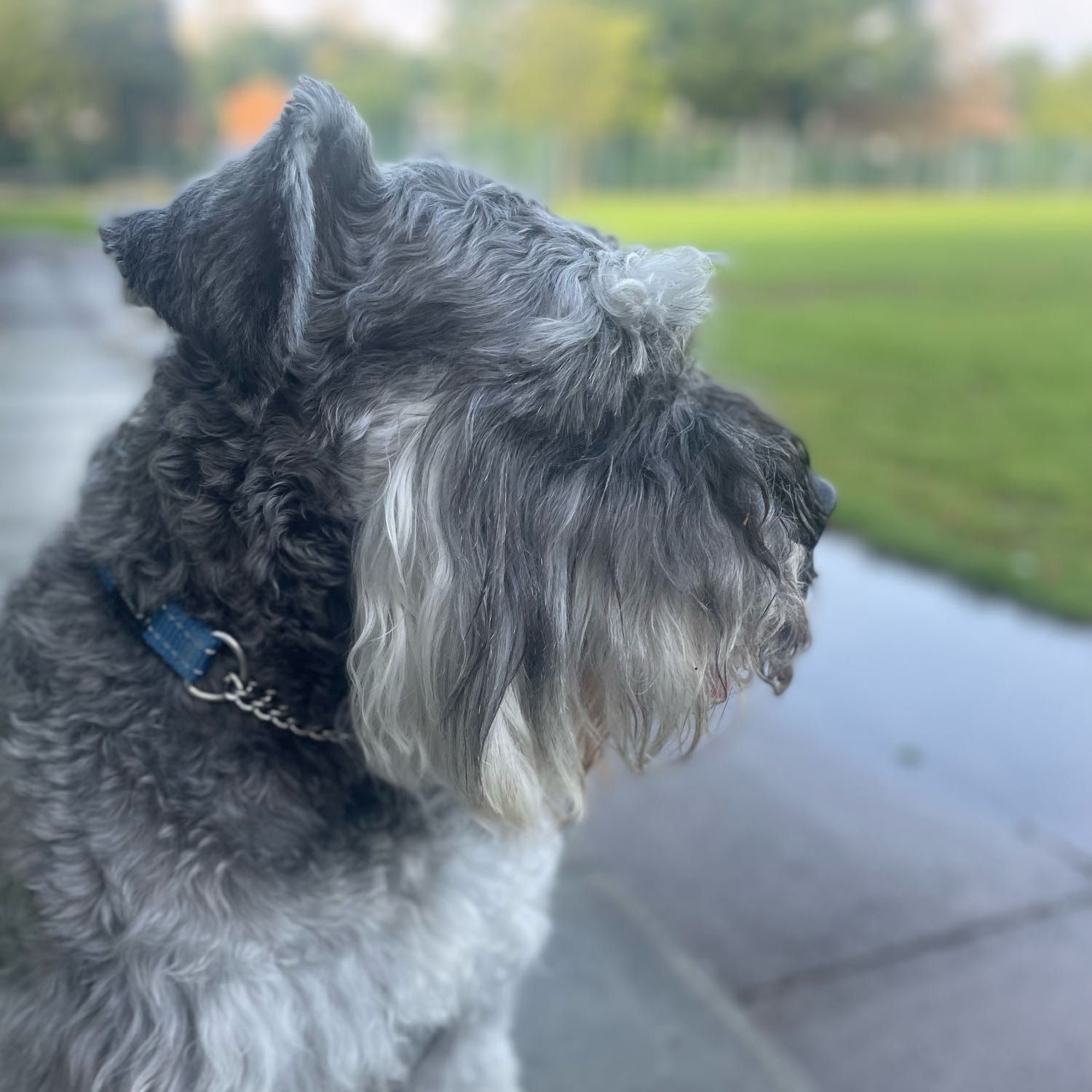 Portrait of Shep, the dog