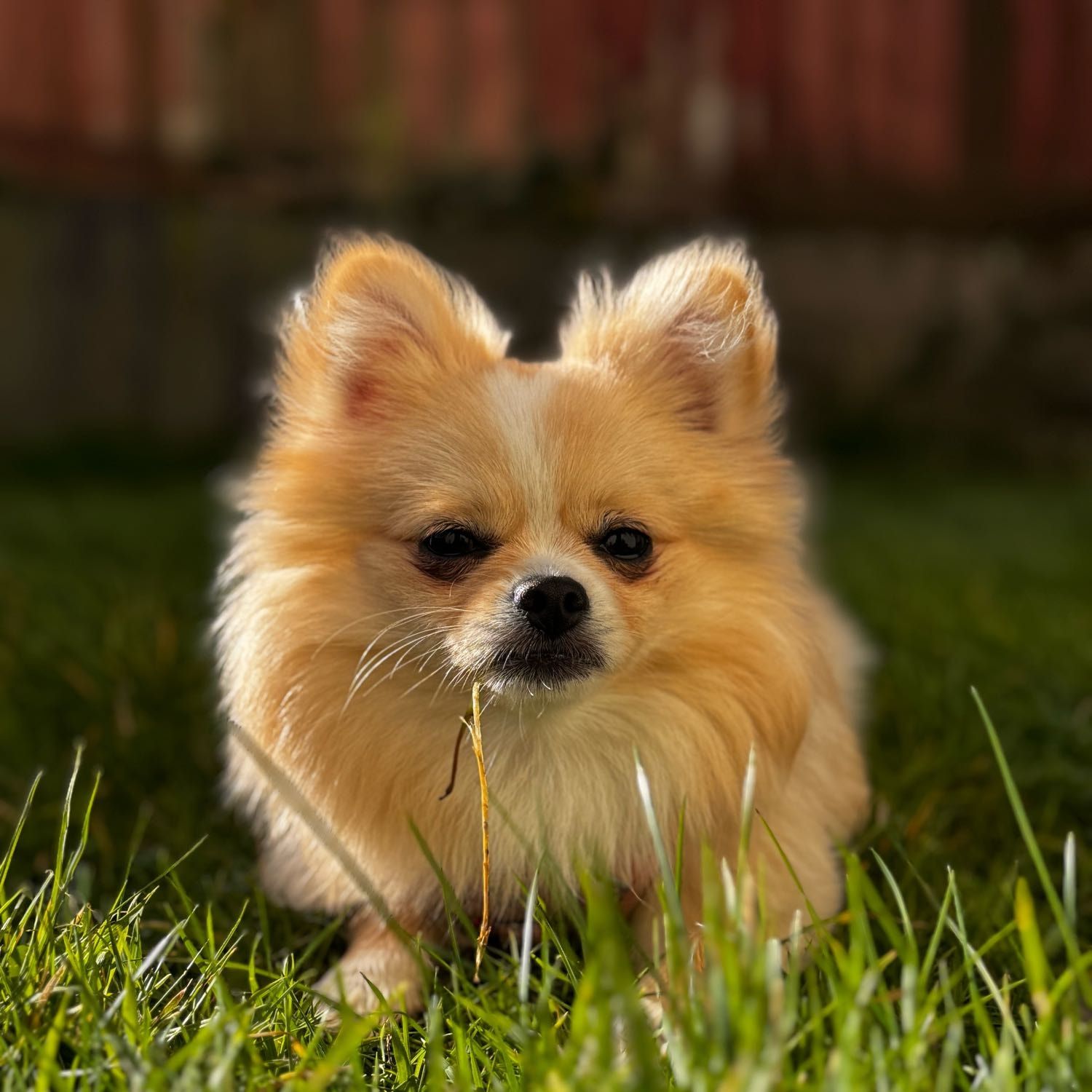Portrait of Mia, the dog