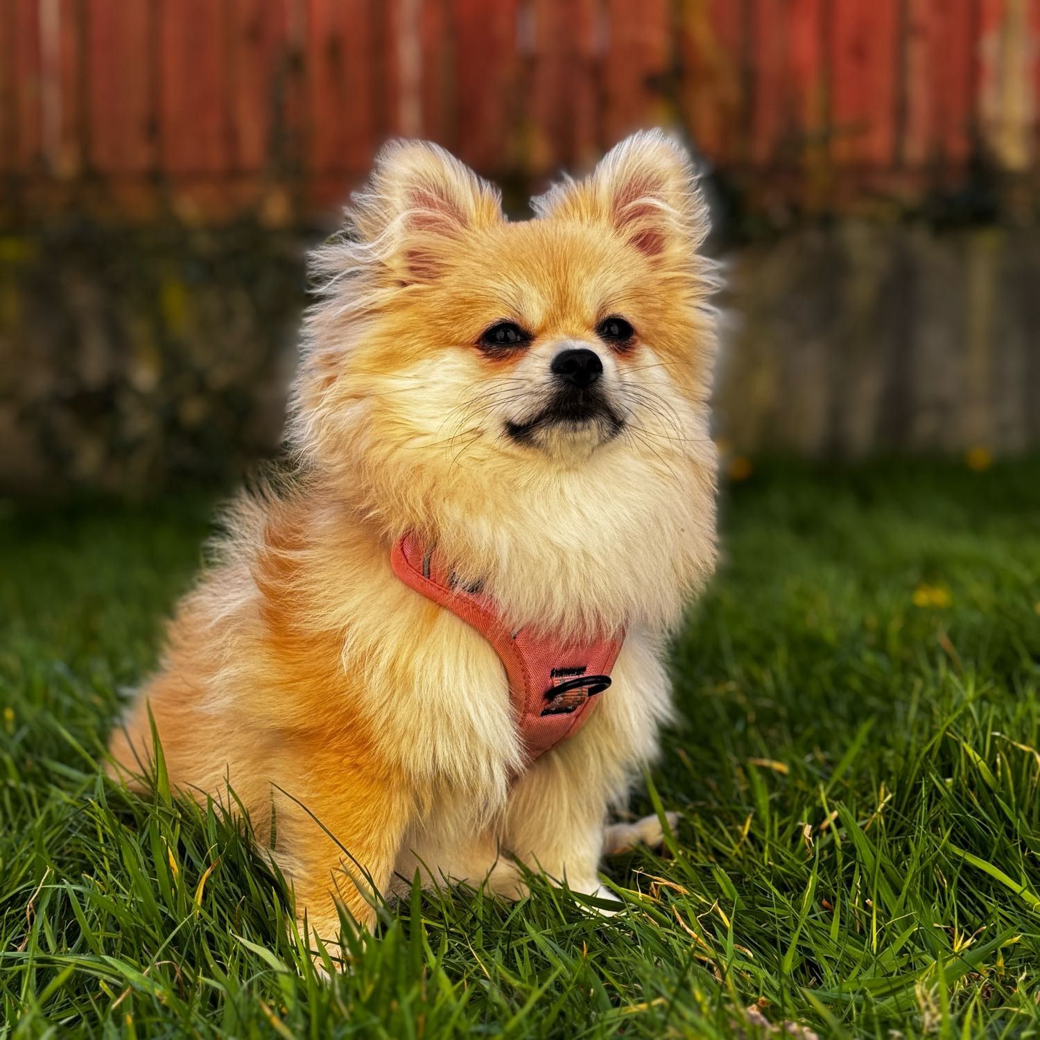 Portrait of Aoife, the dog