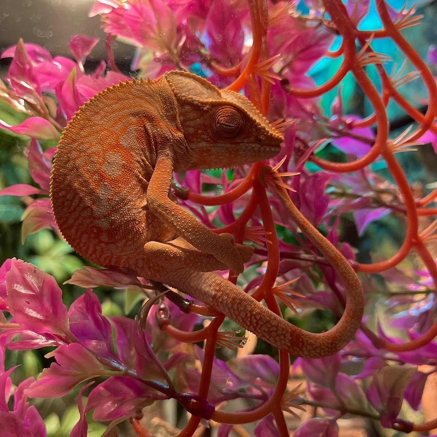 Portrait of crazy Eyes, the reptile