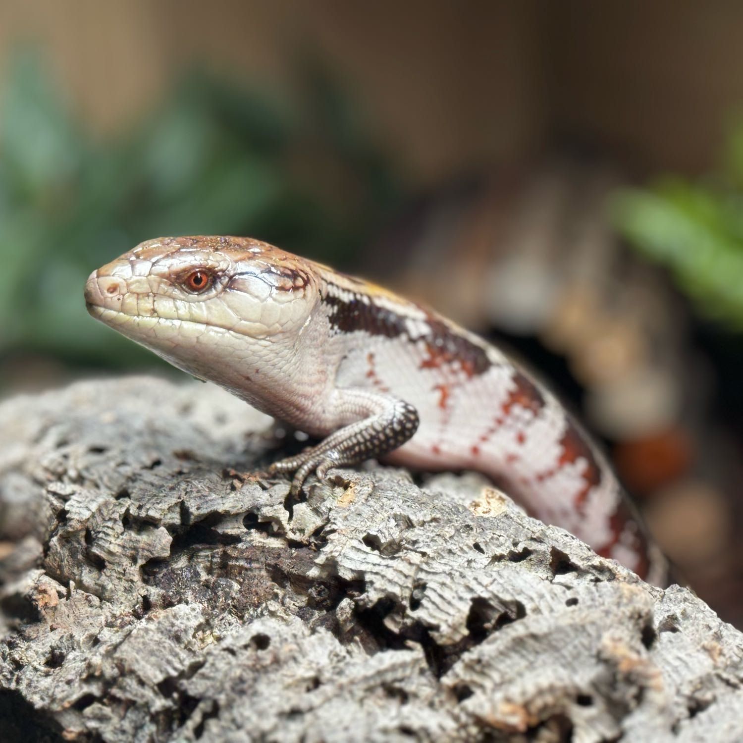 Portrait of Draco , the reptile