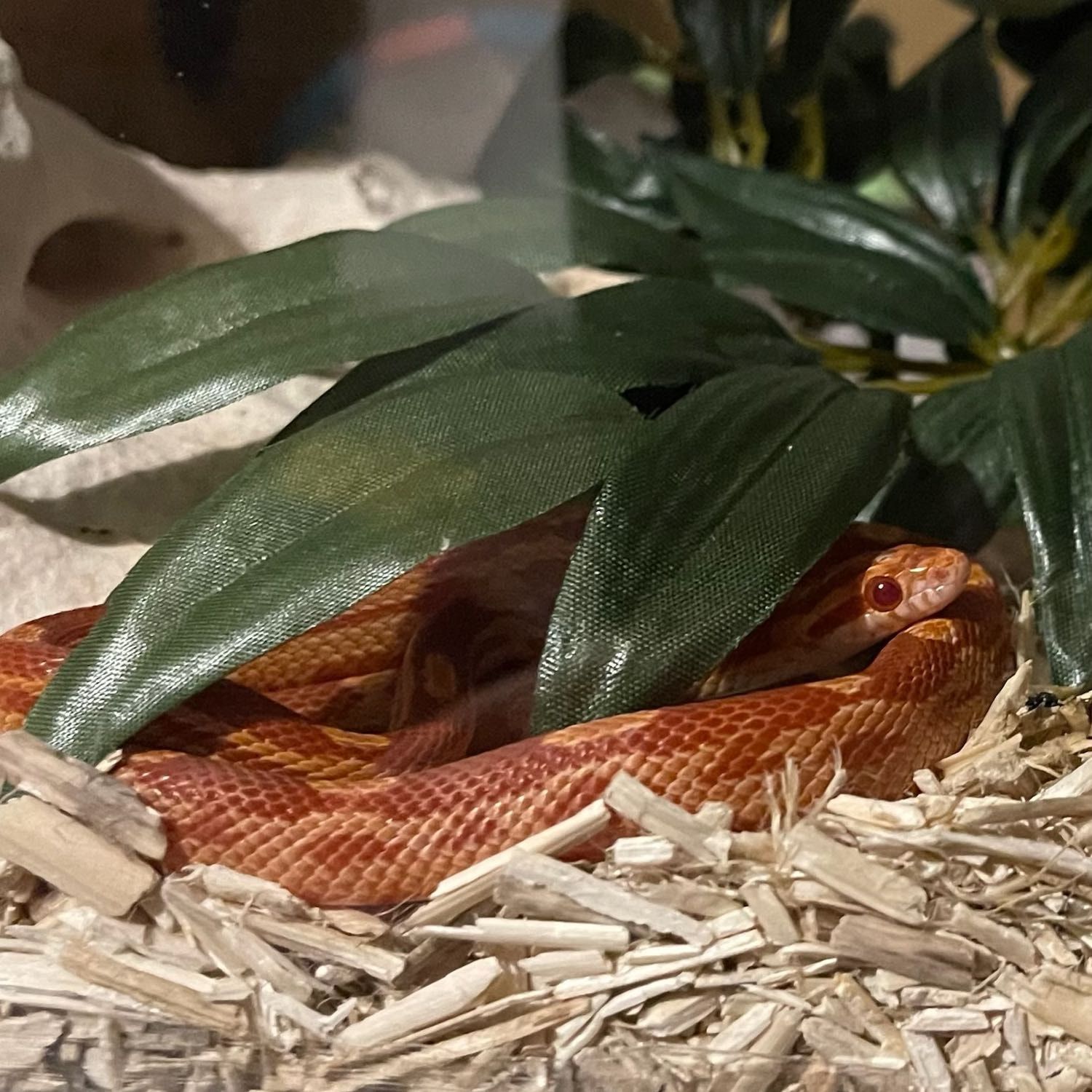 Portrait of Aurora , the reptile