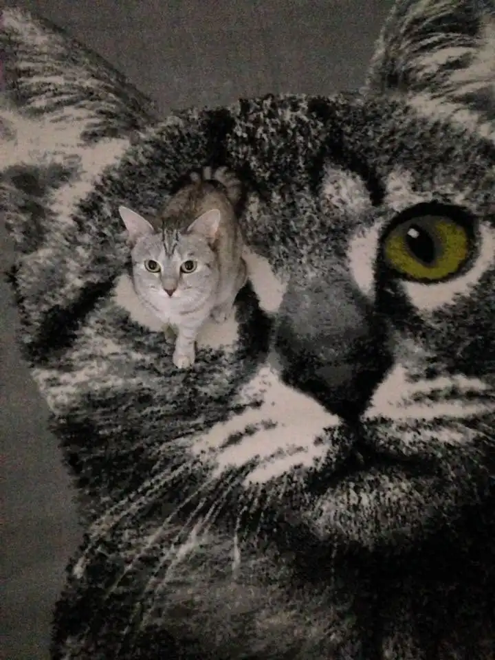 image-7