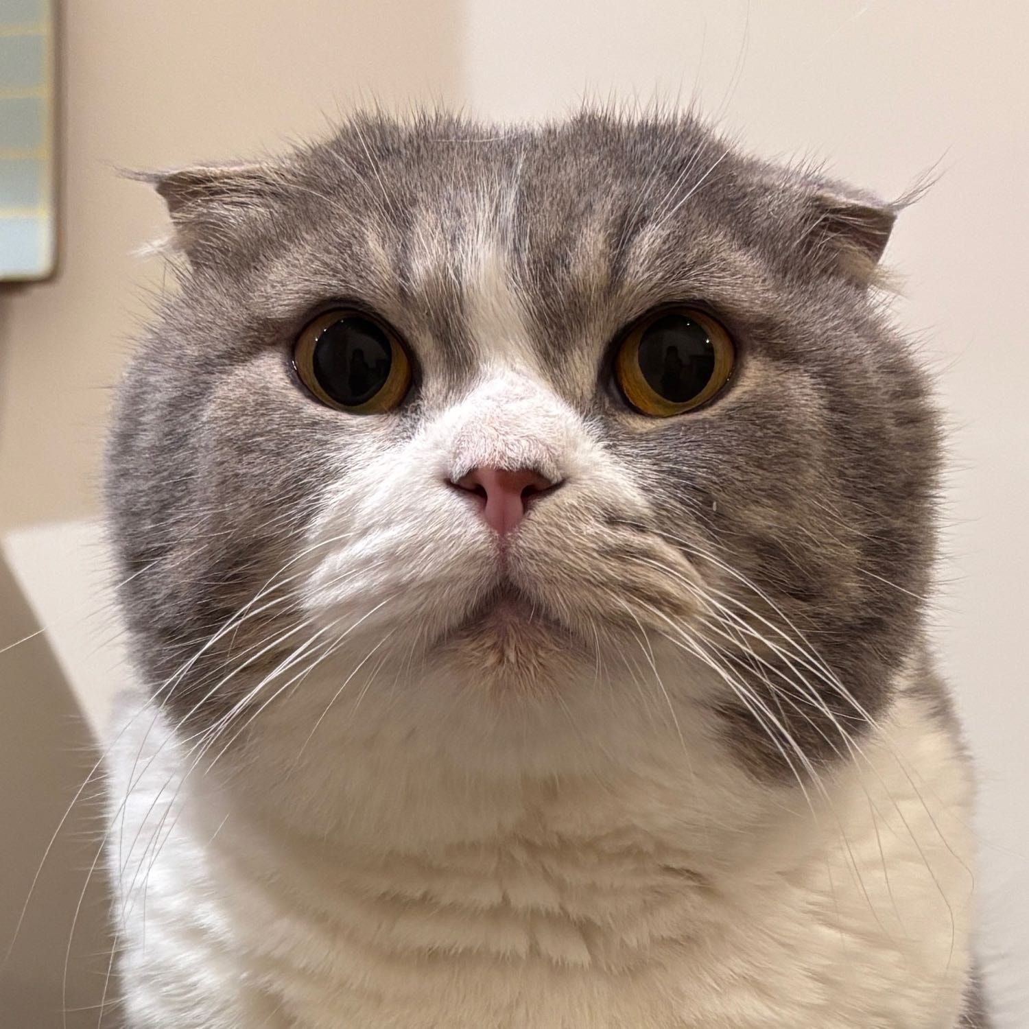 Portrait of Sheldon, the cat