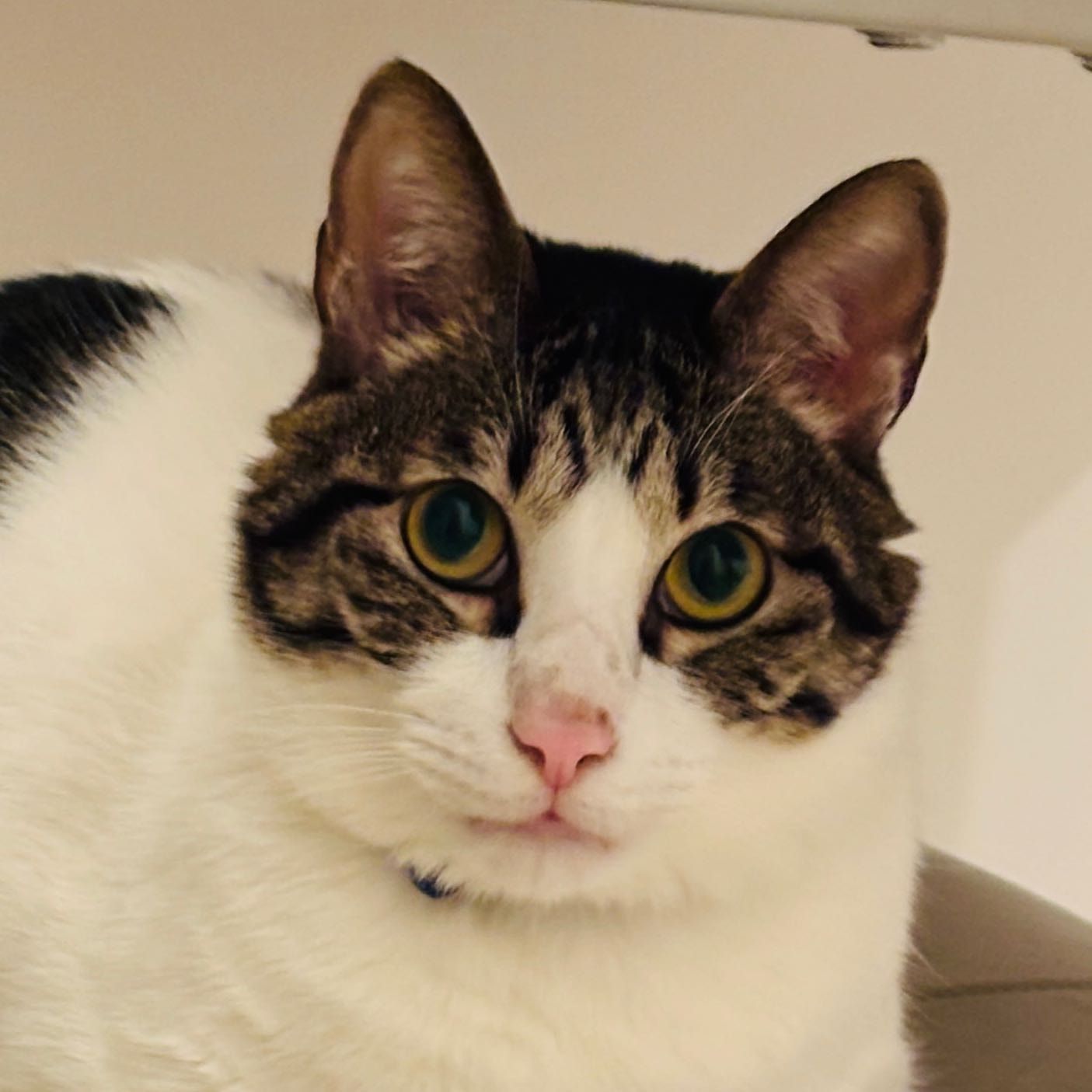 Portrait of Seven, the cat