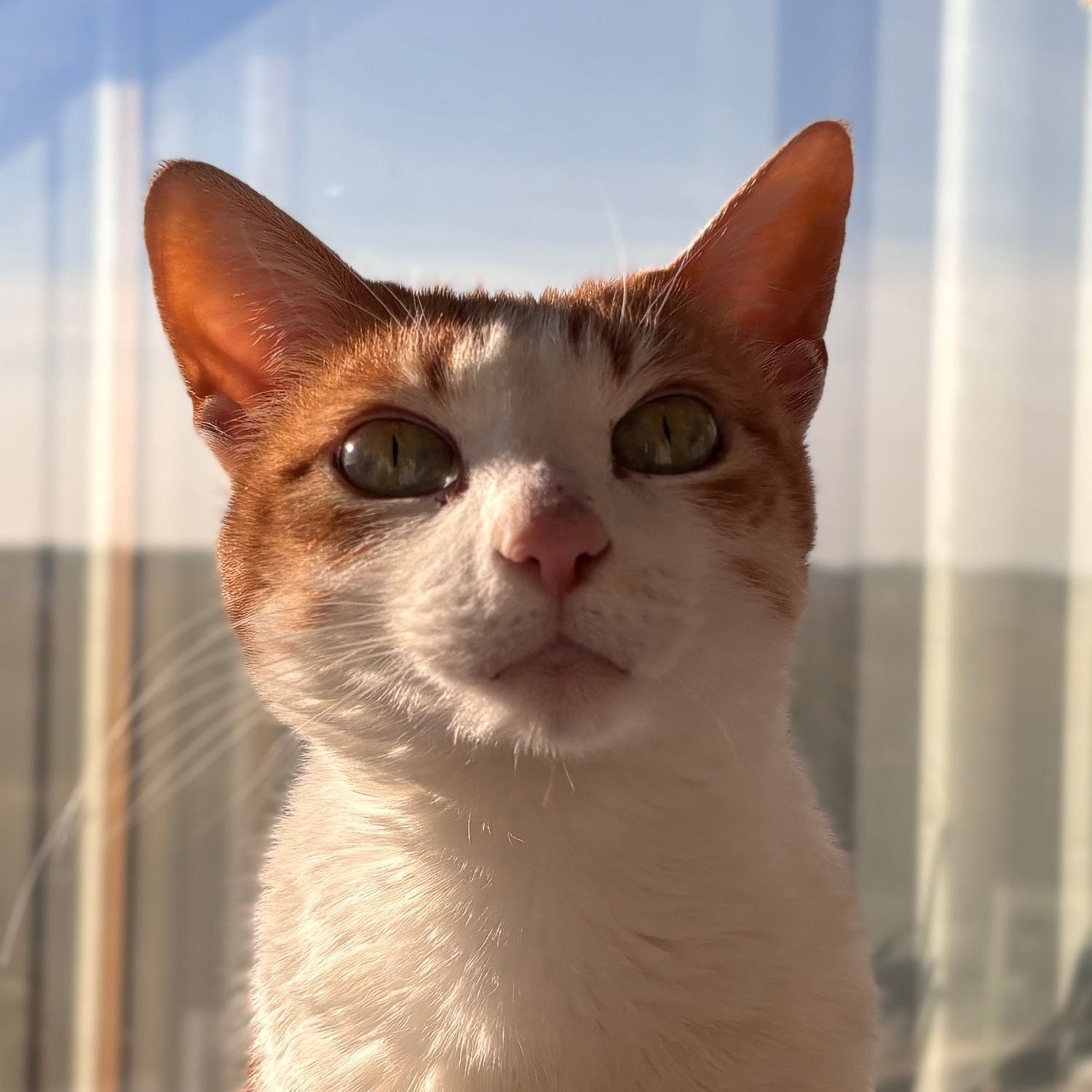 Portrait of Shamy, the cat