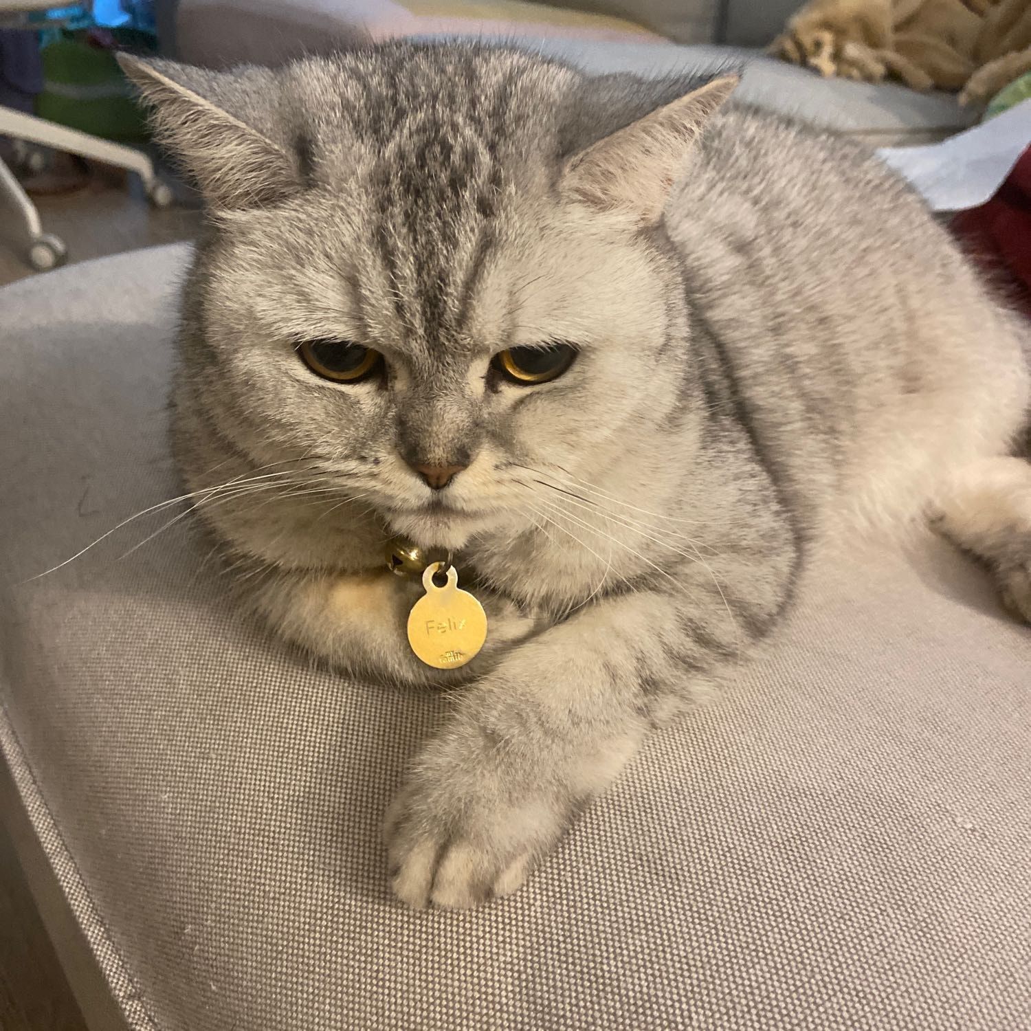 Luna - cat