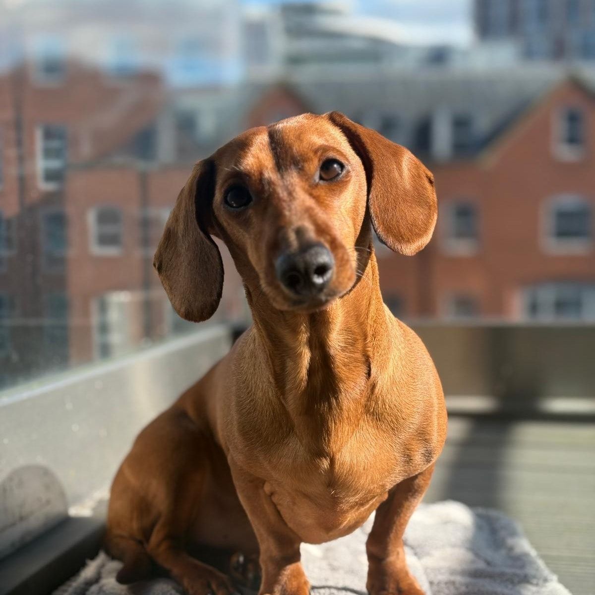 Portrait of Albie, the dog