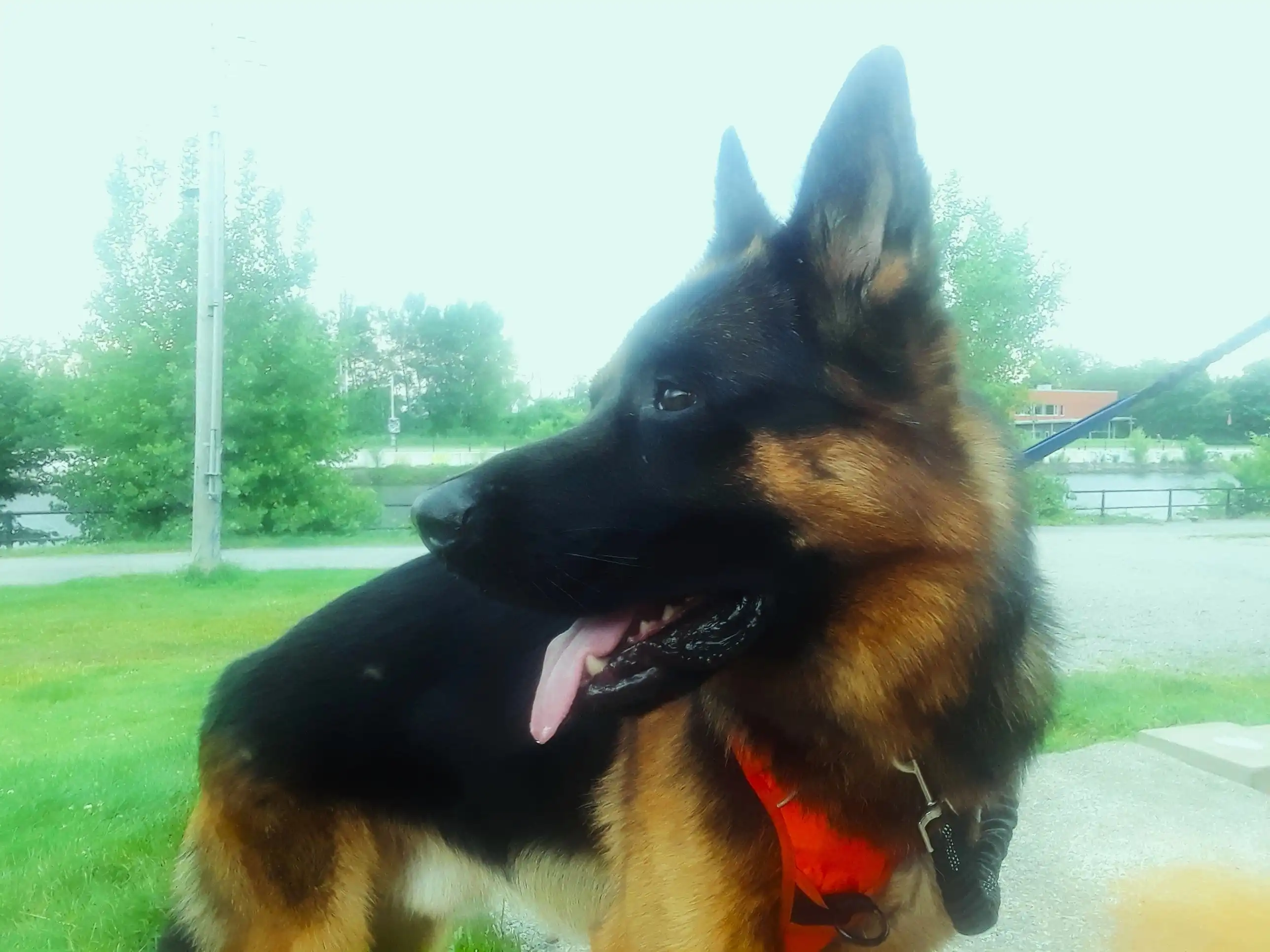 image-12