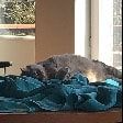 Hanna - cat