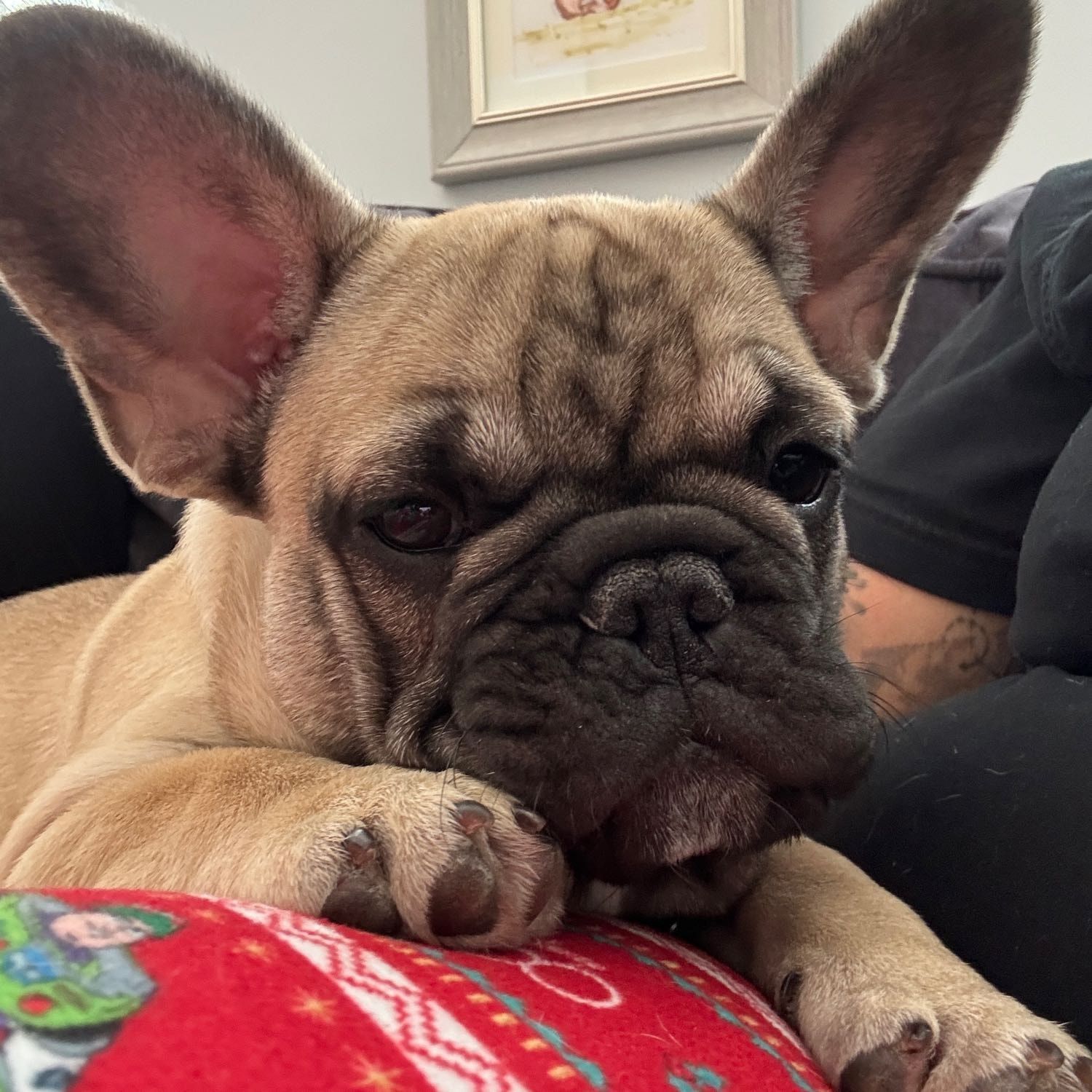 Portrait of Buzz, the dog