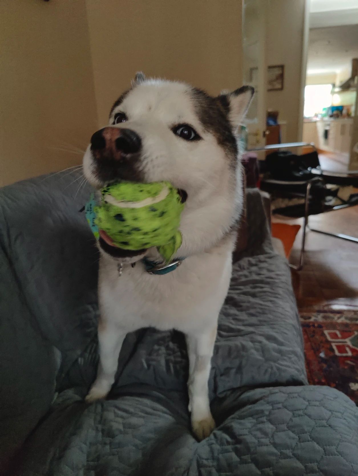 image-11