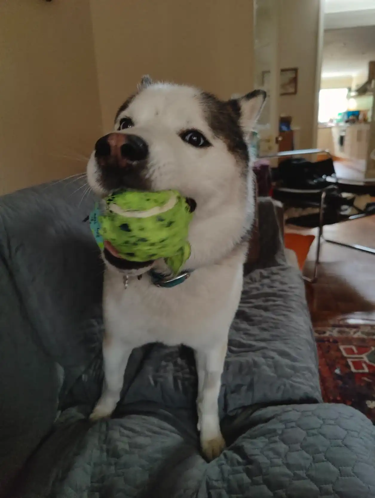 image-11
