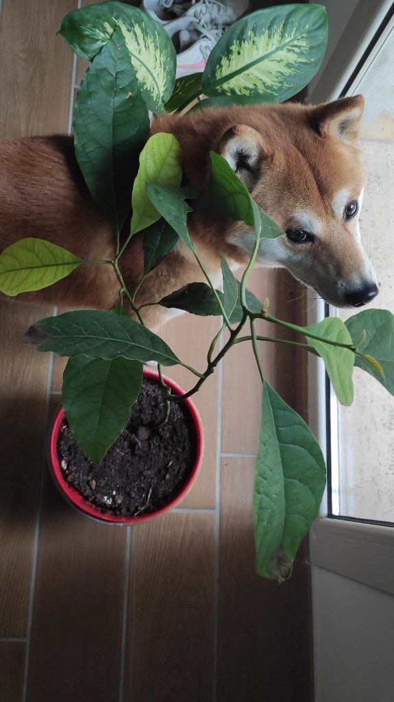 image-7