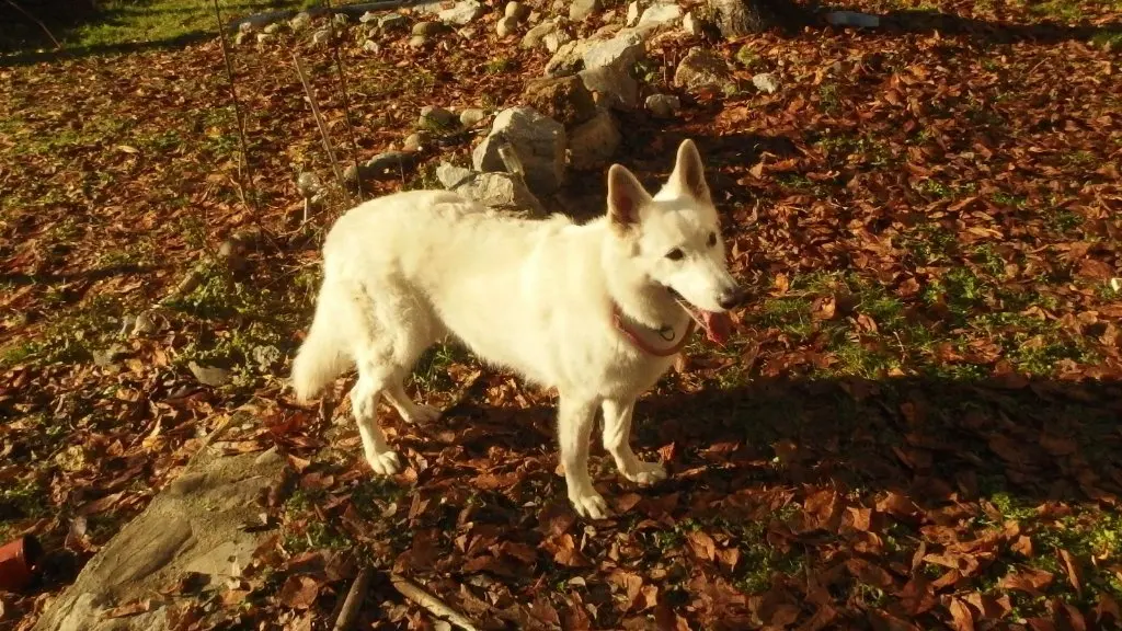 image-2