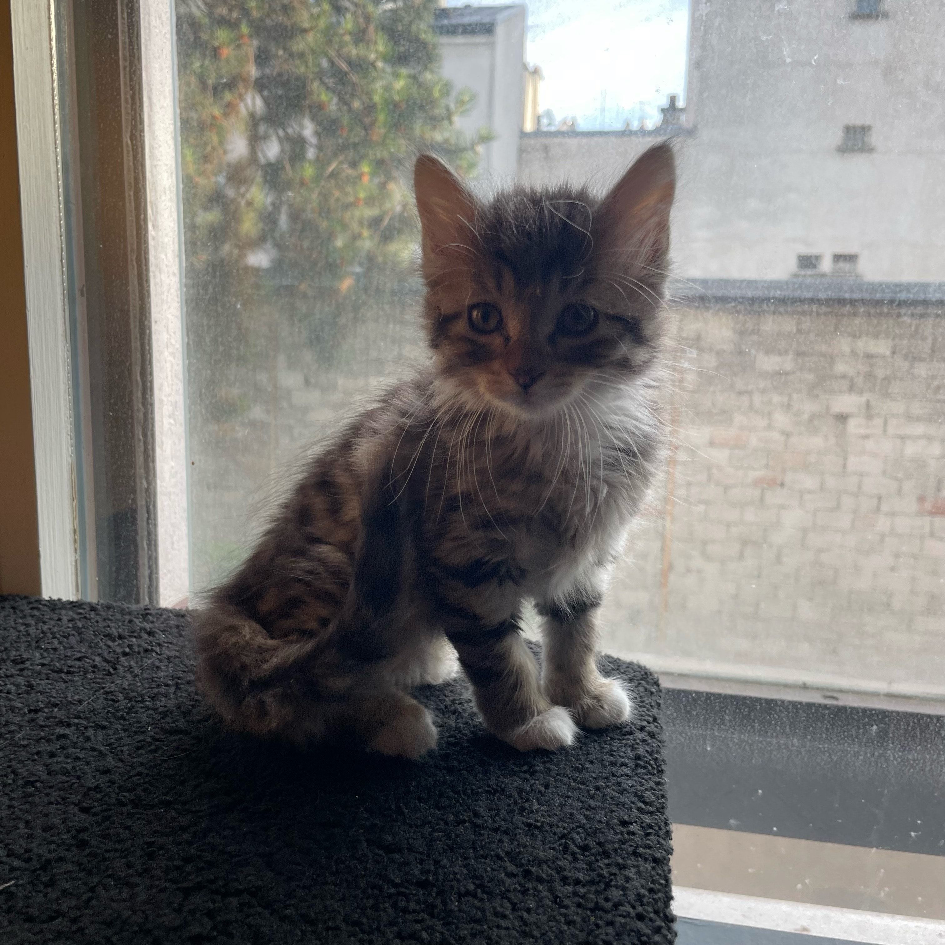 Portrait de Isis, la cat