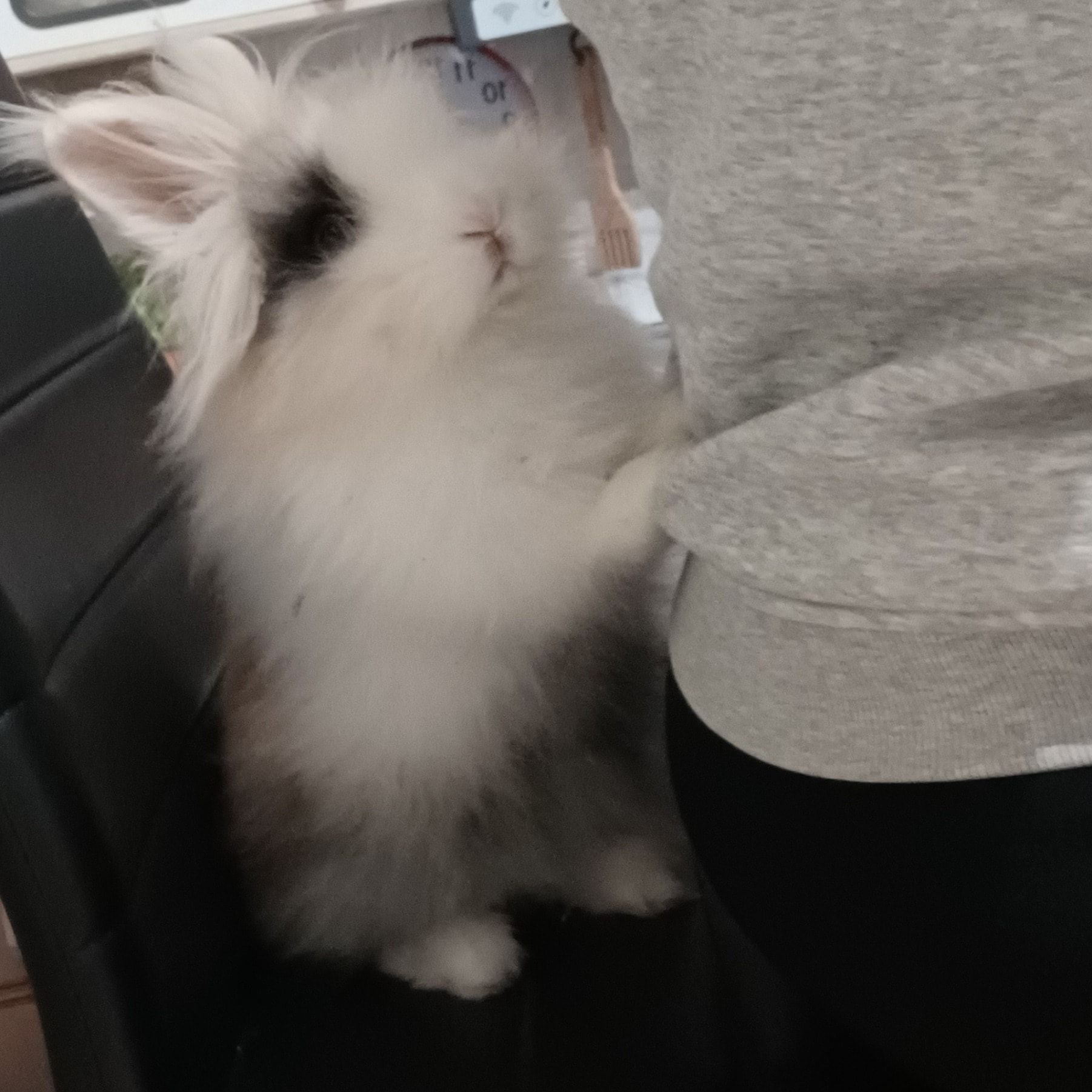 Foto di Puffy, il rabbit