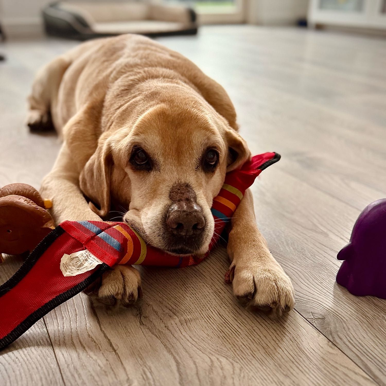 Portretfoto van Pandu, de dog