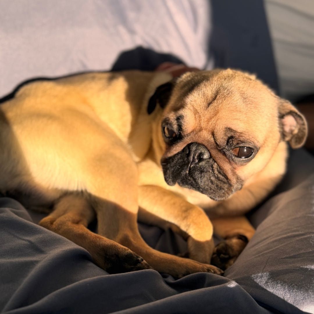 Portretfoto van Neo, de dog