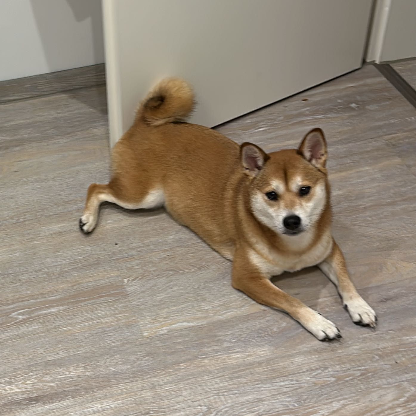 Portät von Luna, dog