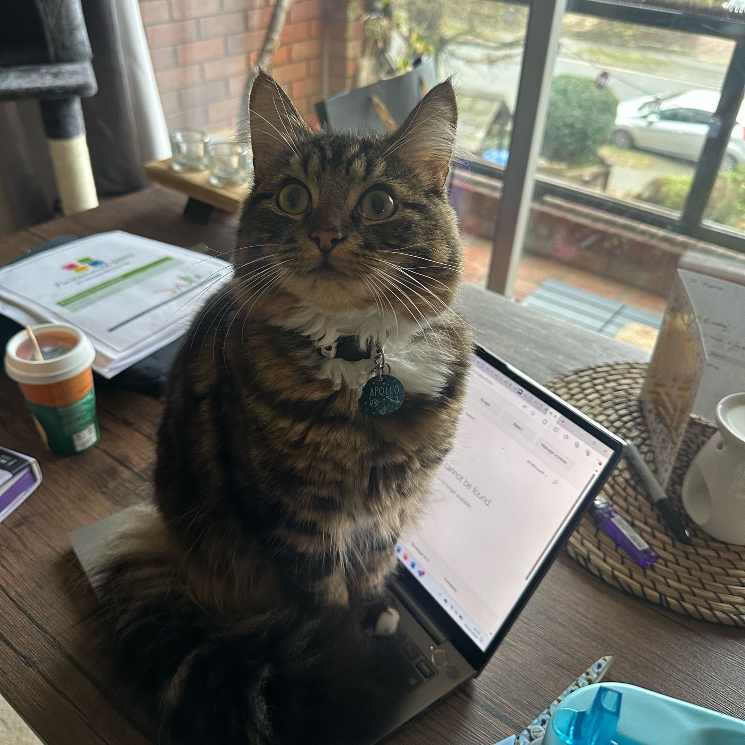 Portrait of Apollo , the cat