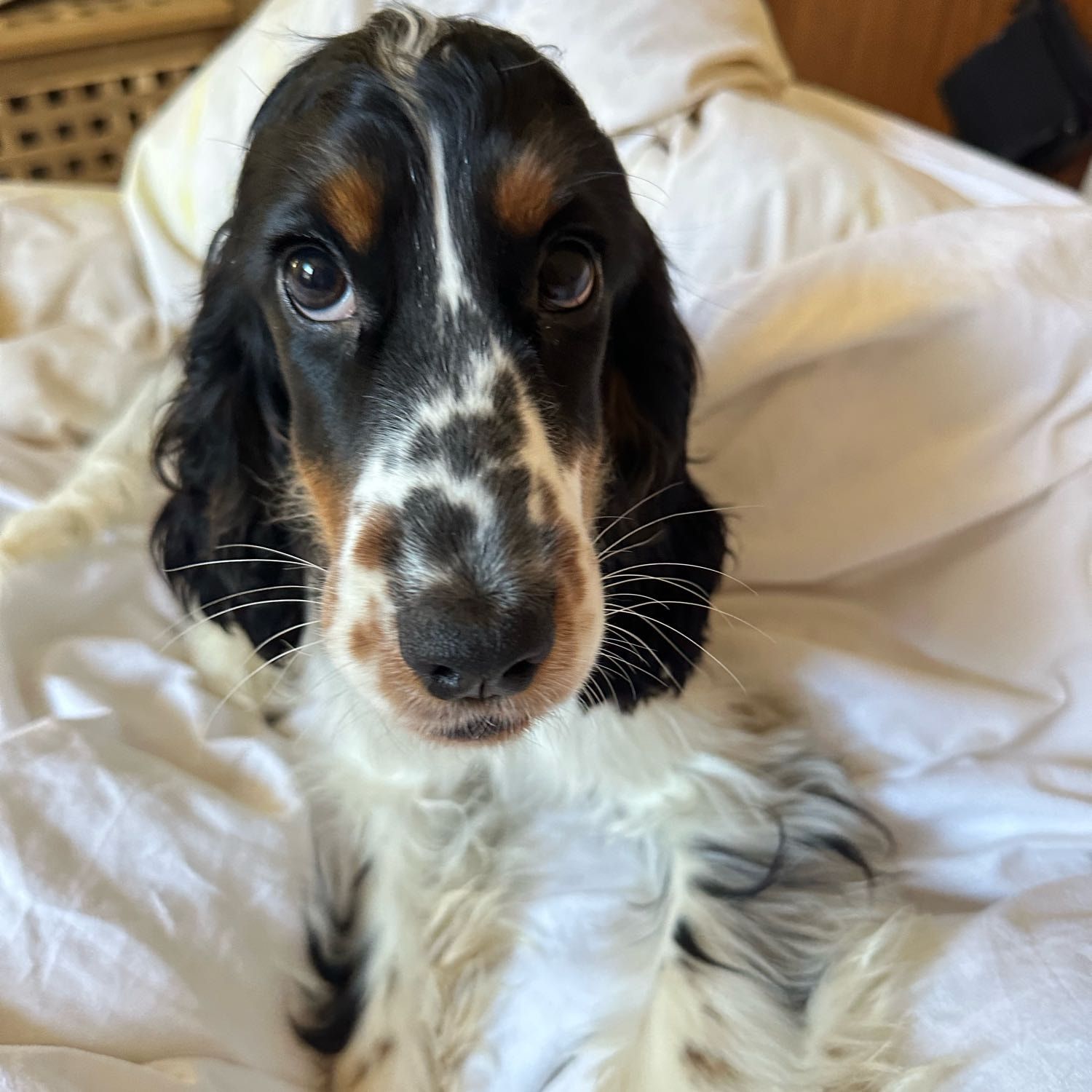 Portrait of Nala , the dog
