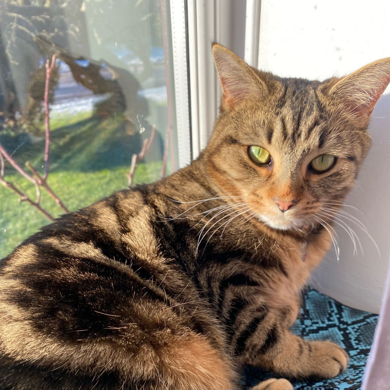 Portrait of Mia, the cat