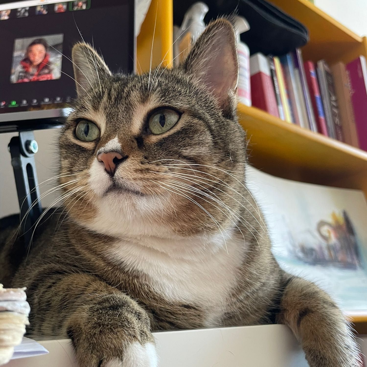 Portät von Eivor, cat