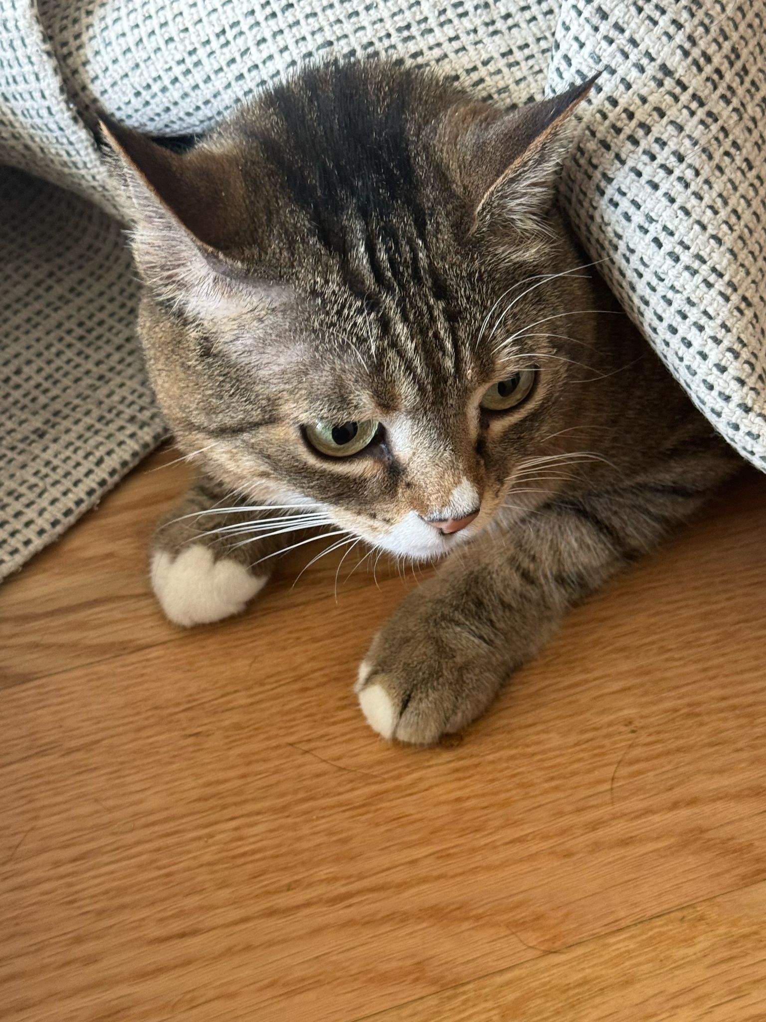 image-11