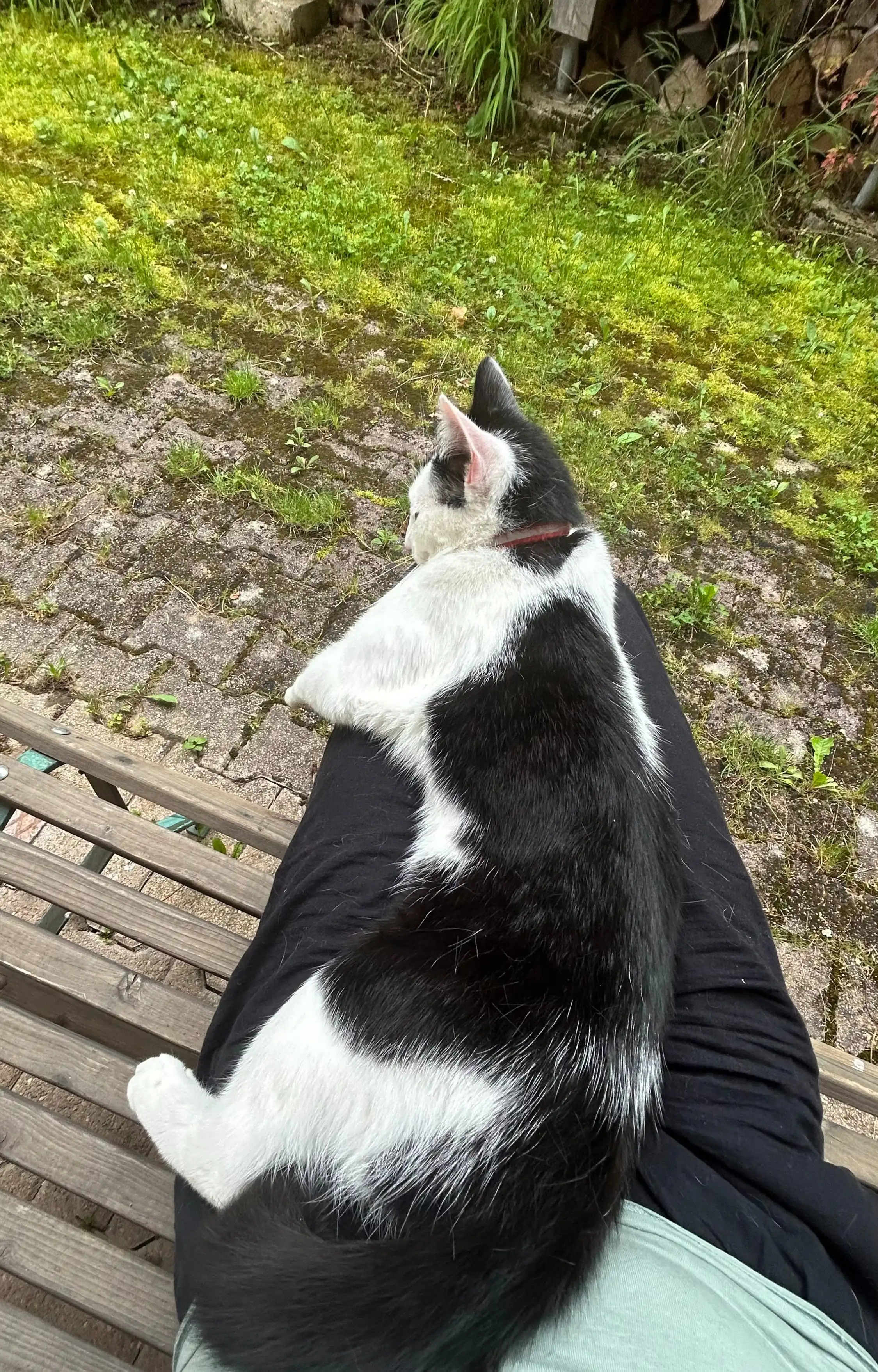 image-7