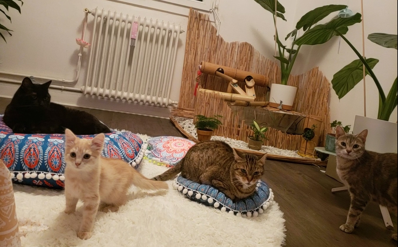 image-4