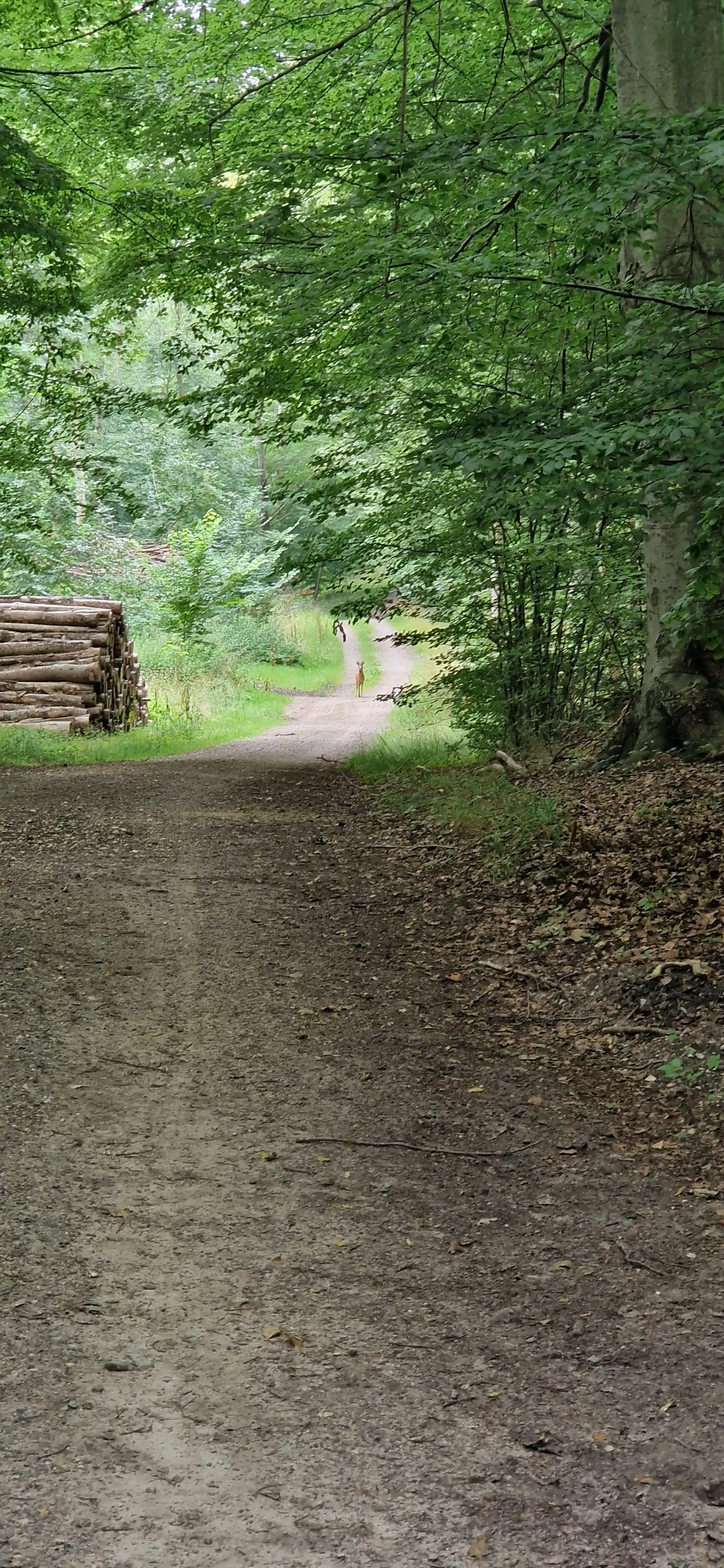 image-18