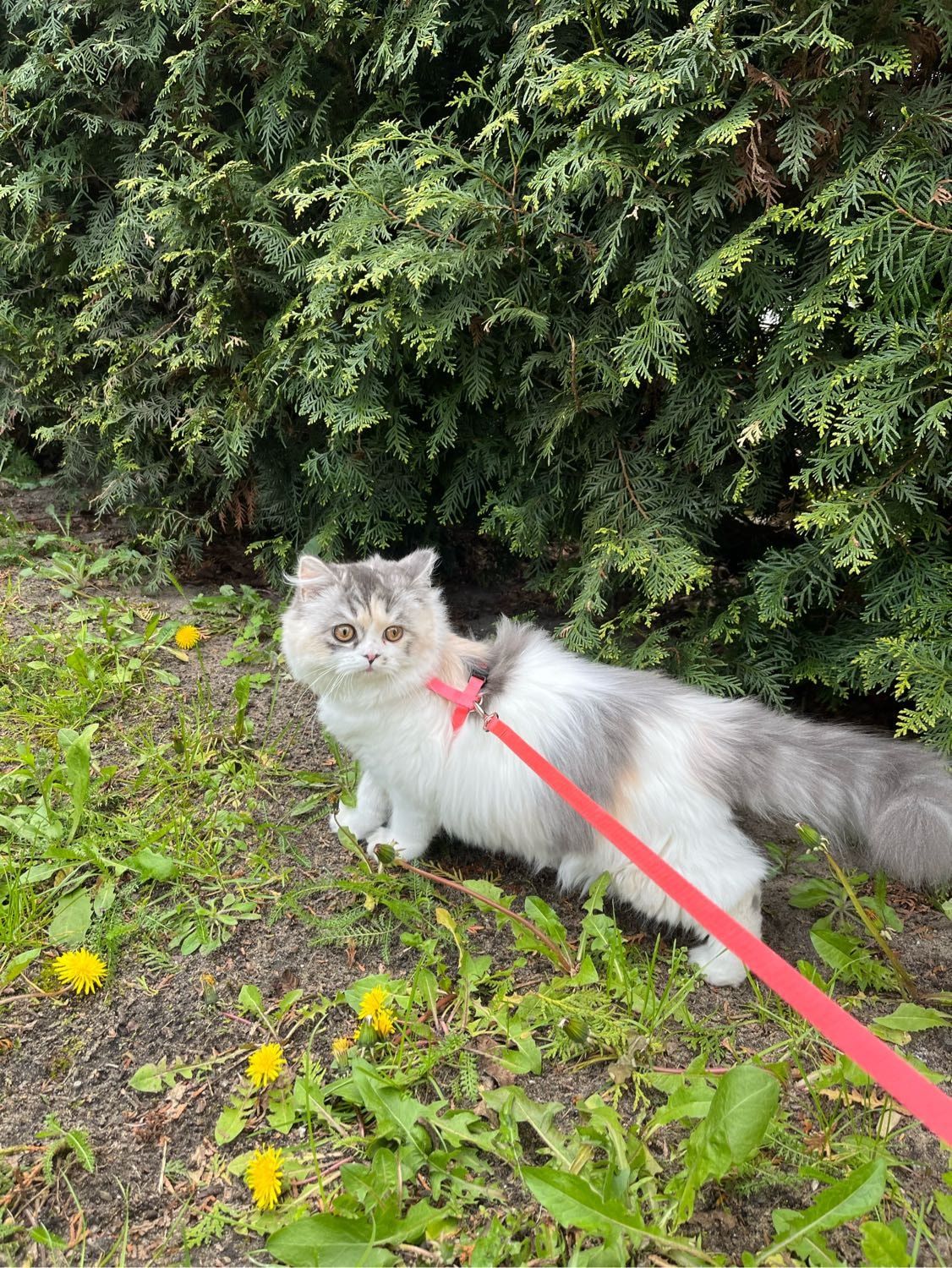 image-10