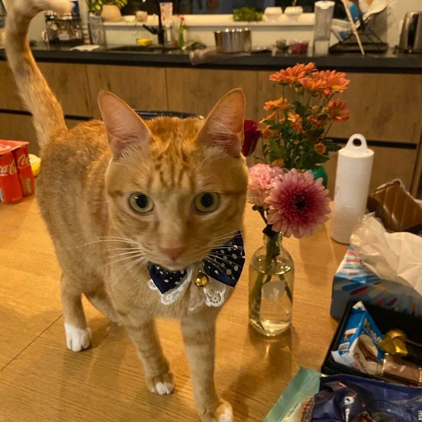 Portretfoto van Dong Dong, de cat
