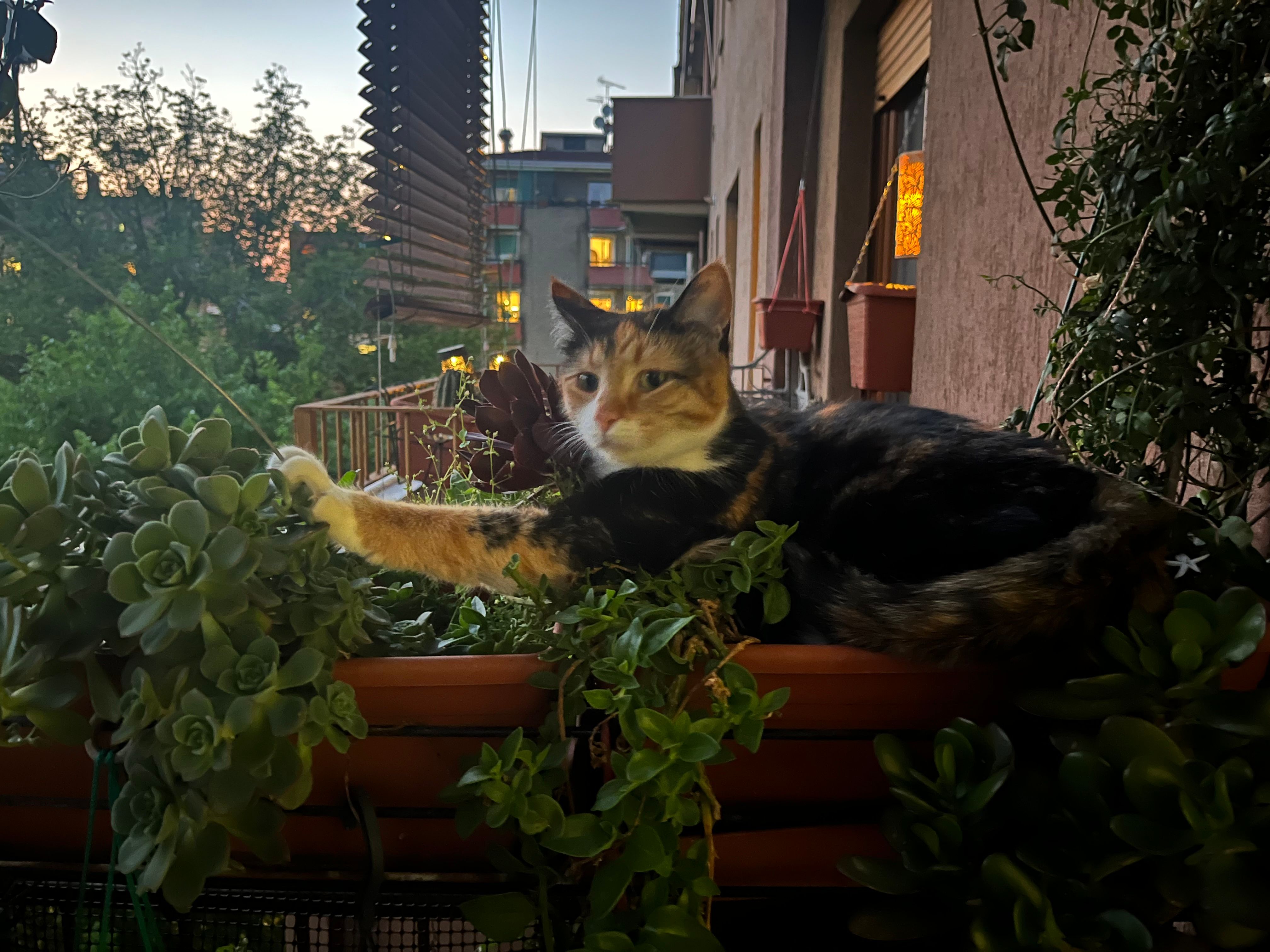 image-6