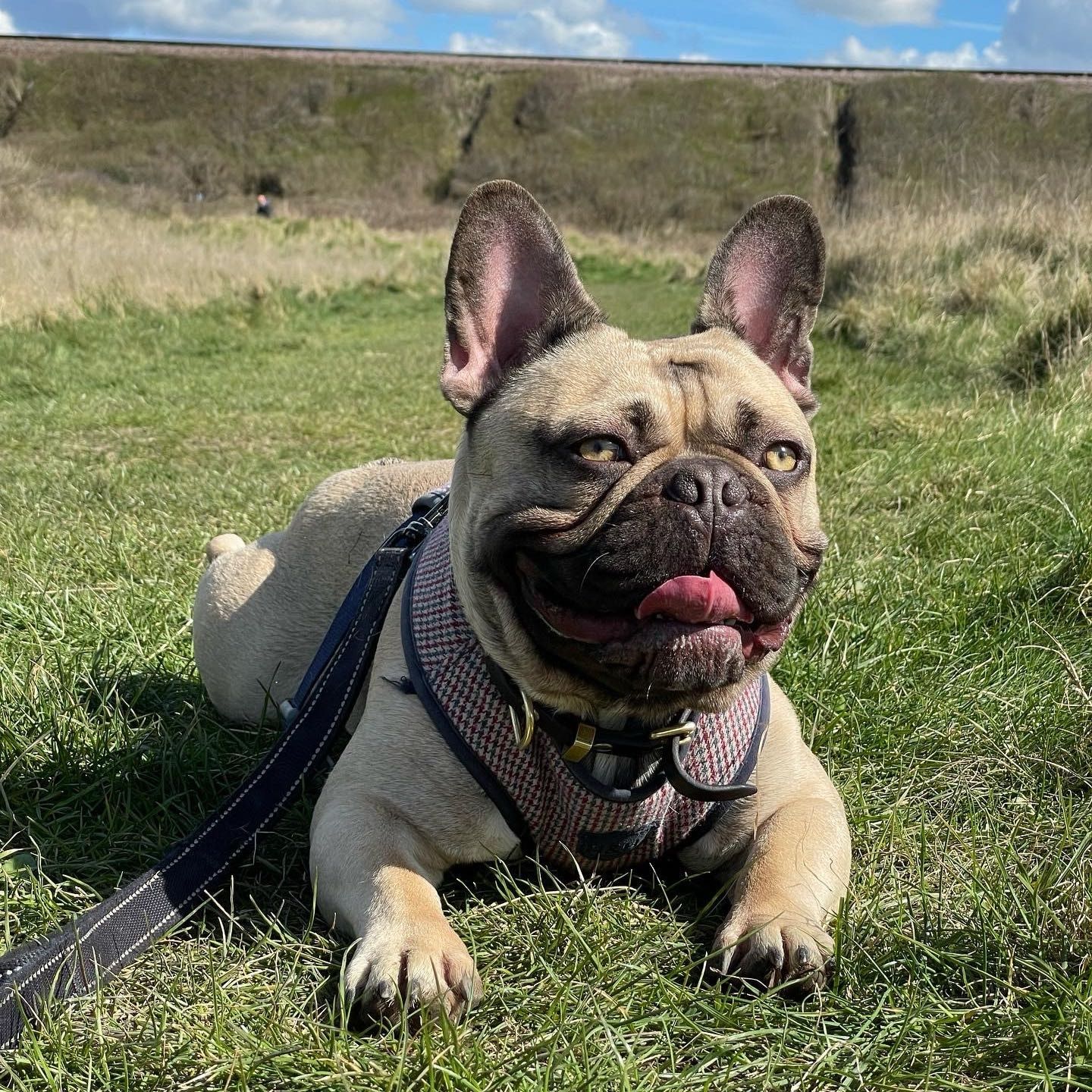 Portrait of Enzo, the dog