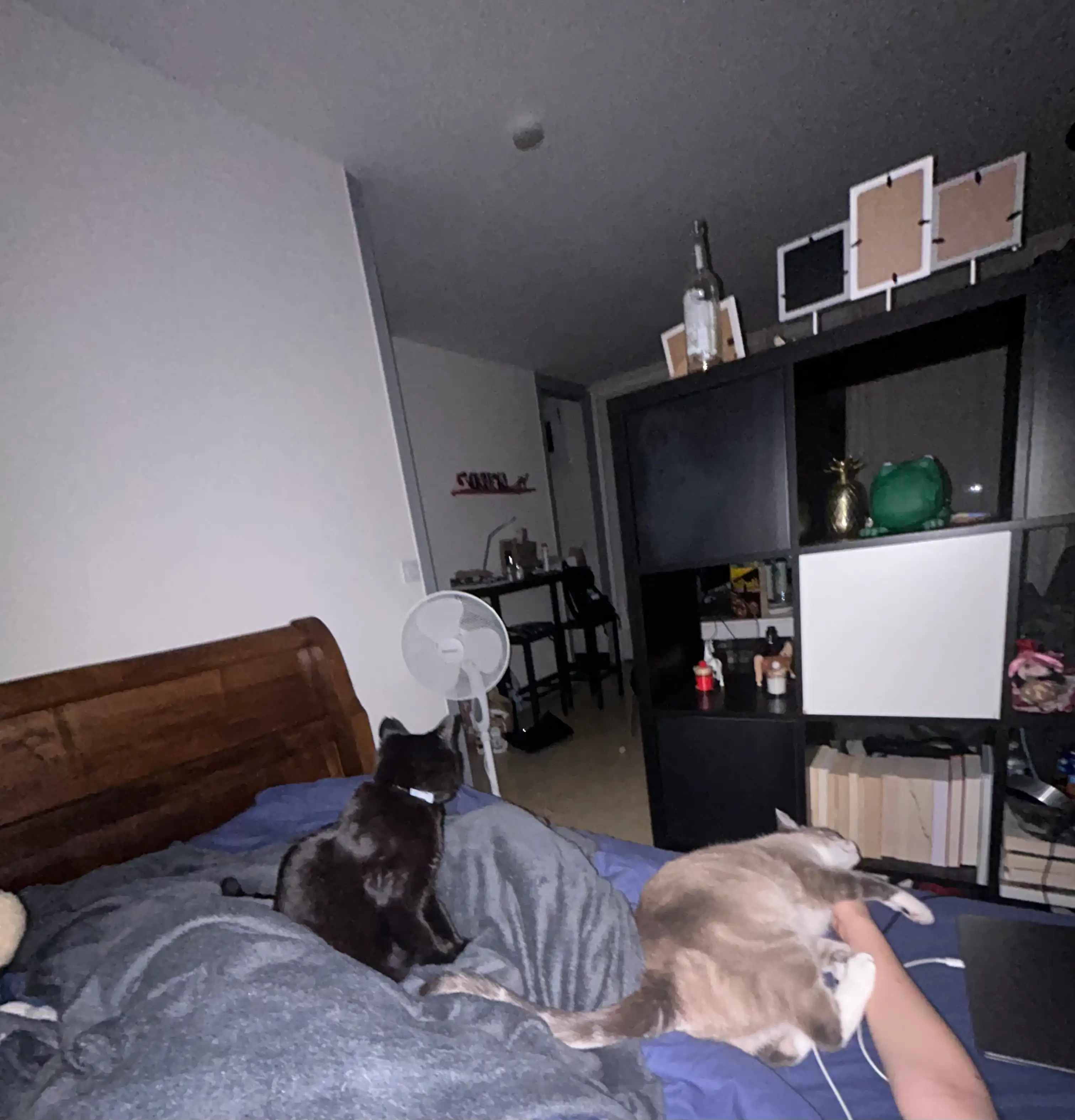 image-20