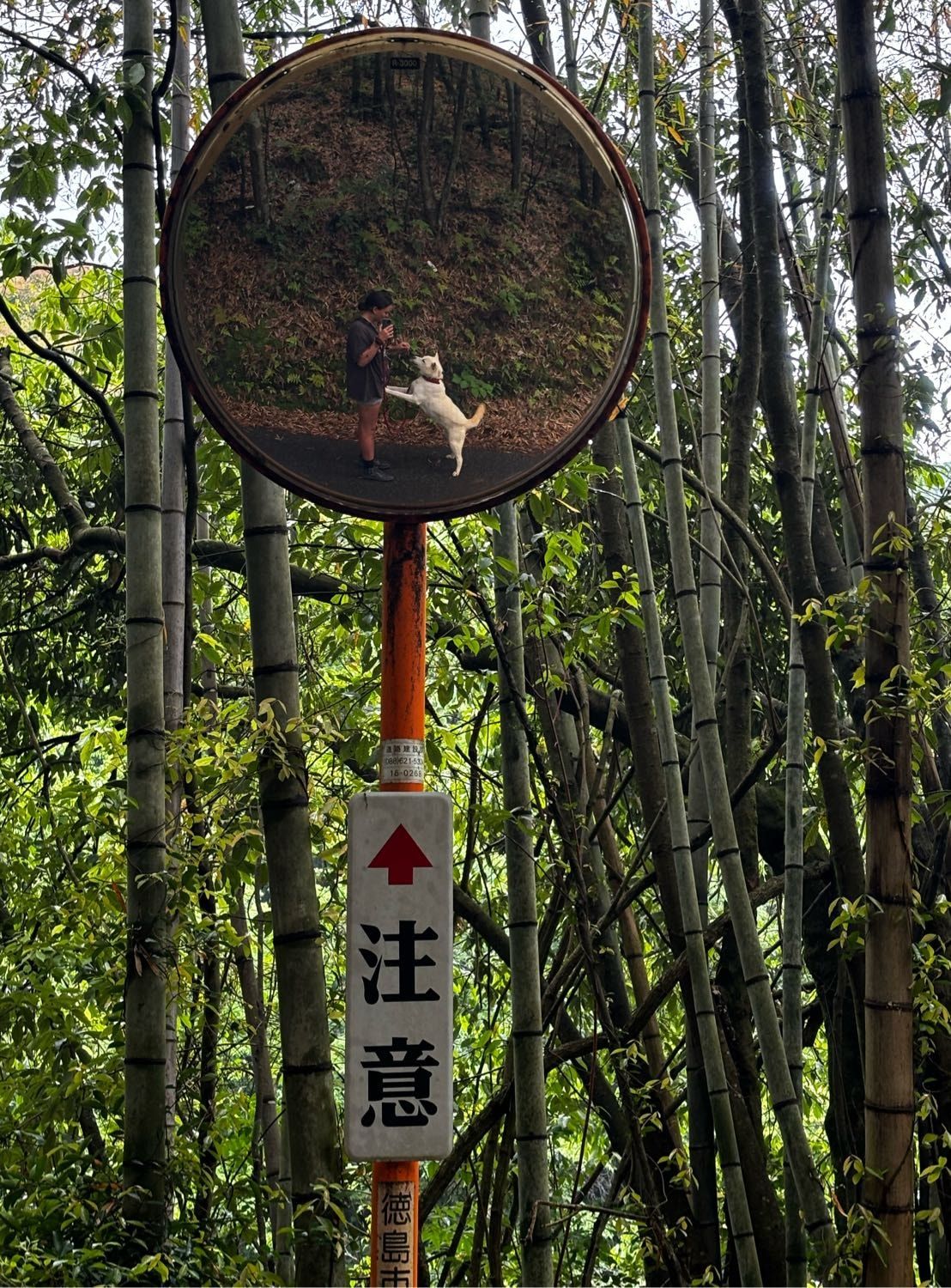 image-2