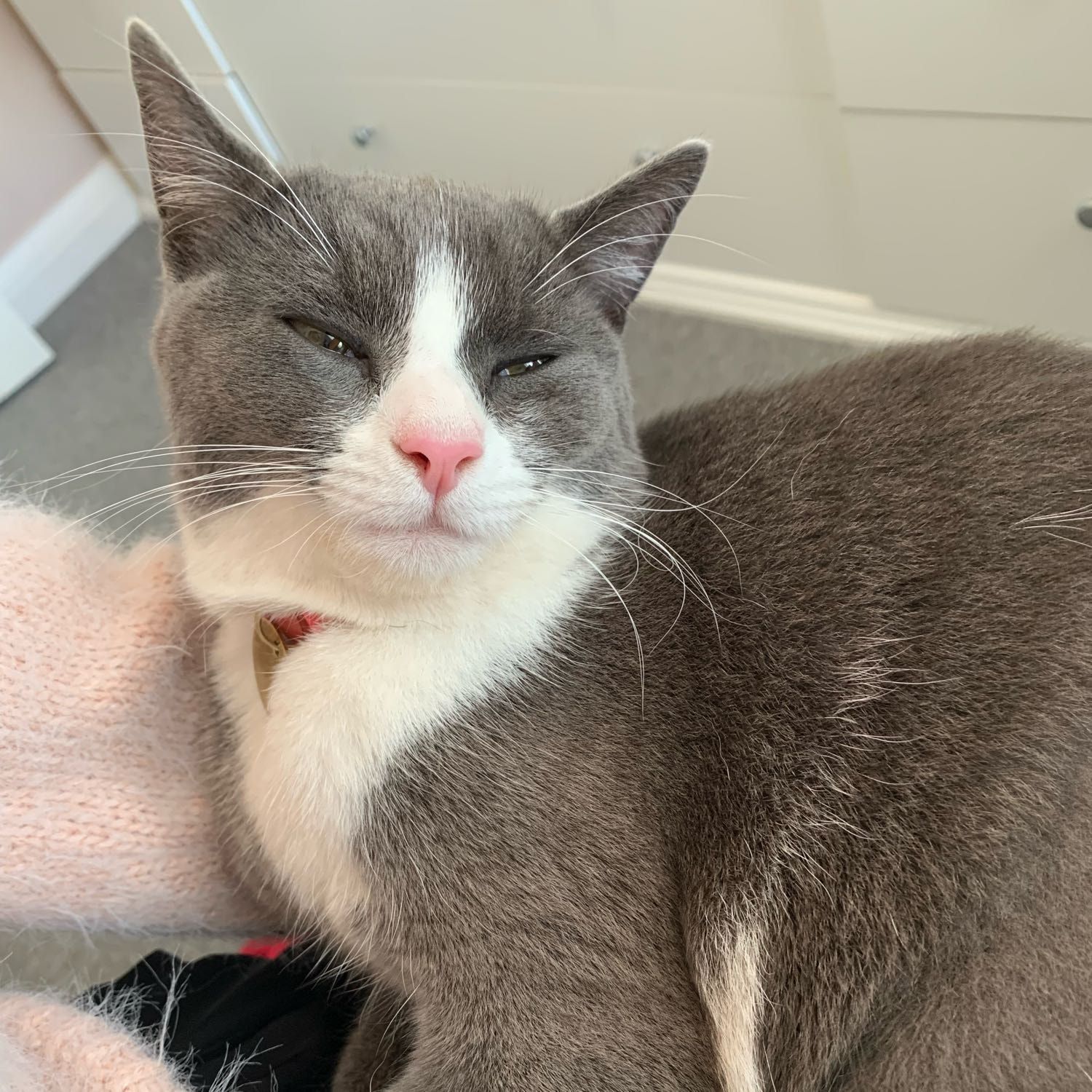 Portrait of Sybil, the cat
