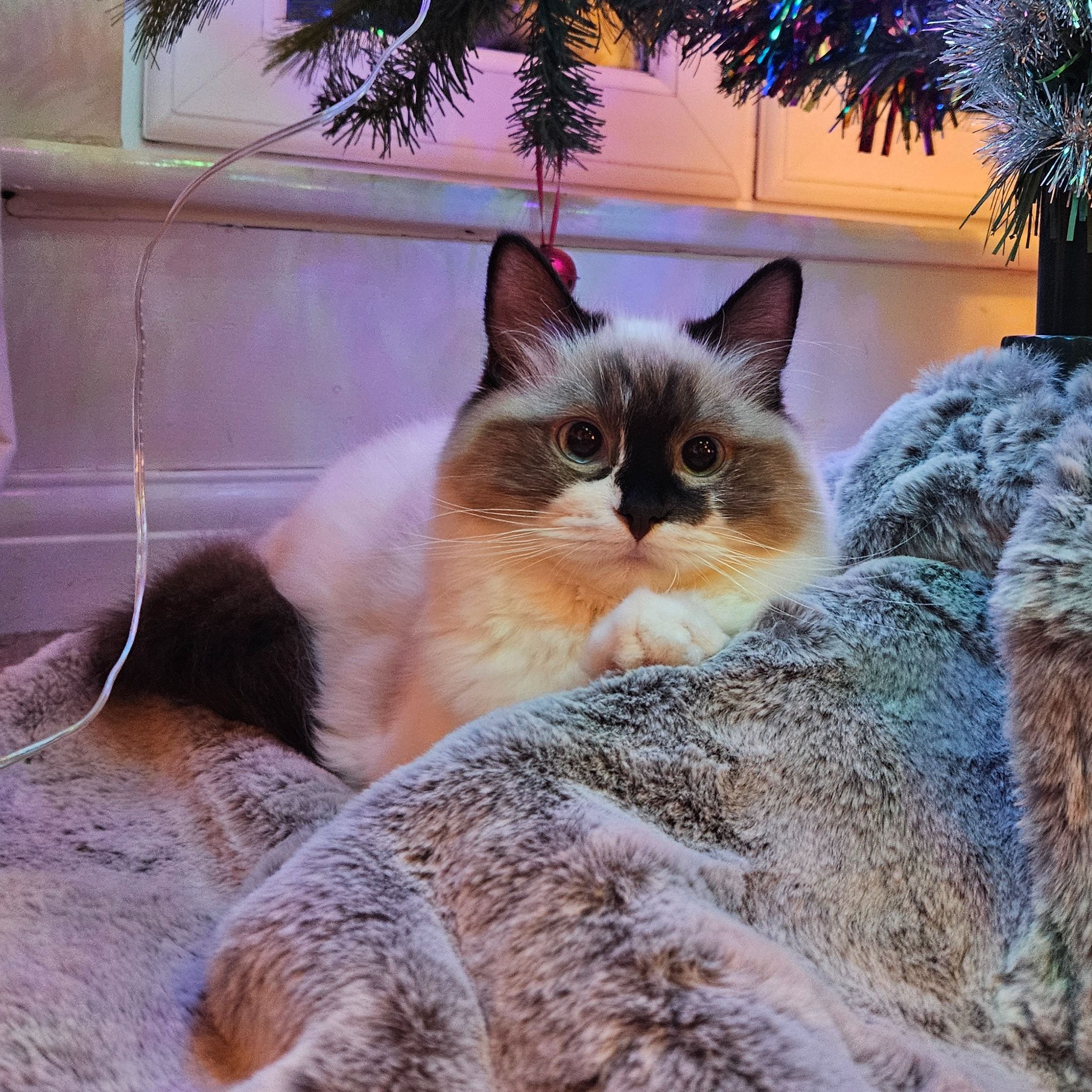 Portrait of Blossom , the cat