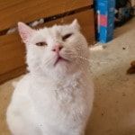 Portrait of Nardo, the cat