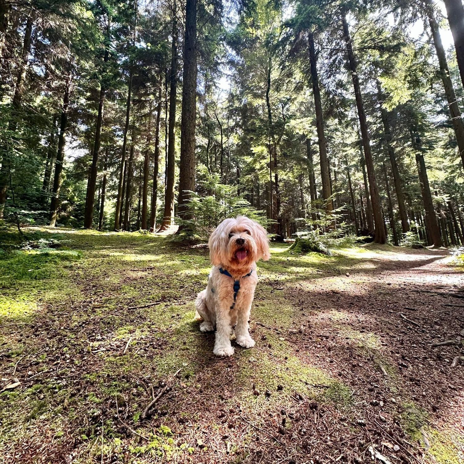 Portrait of Barney, the dog