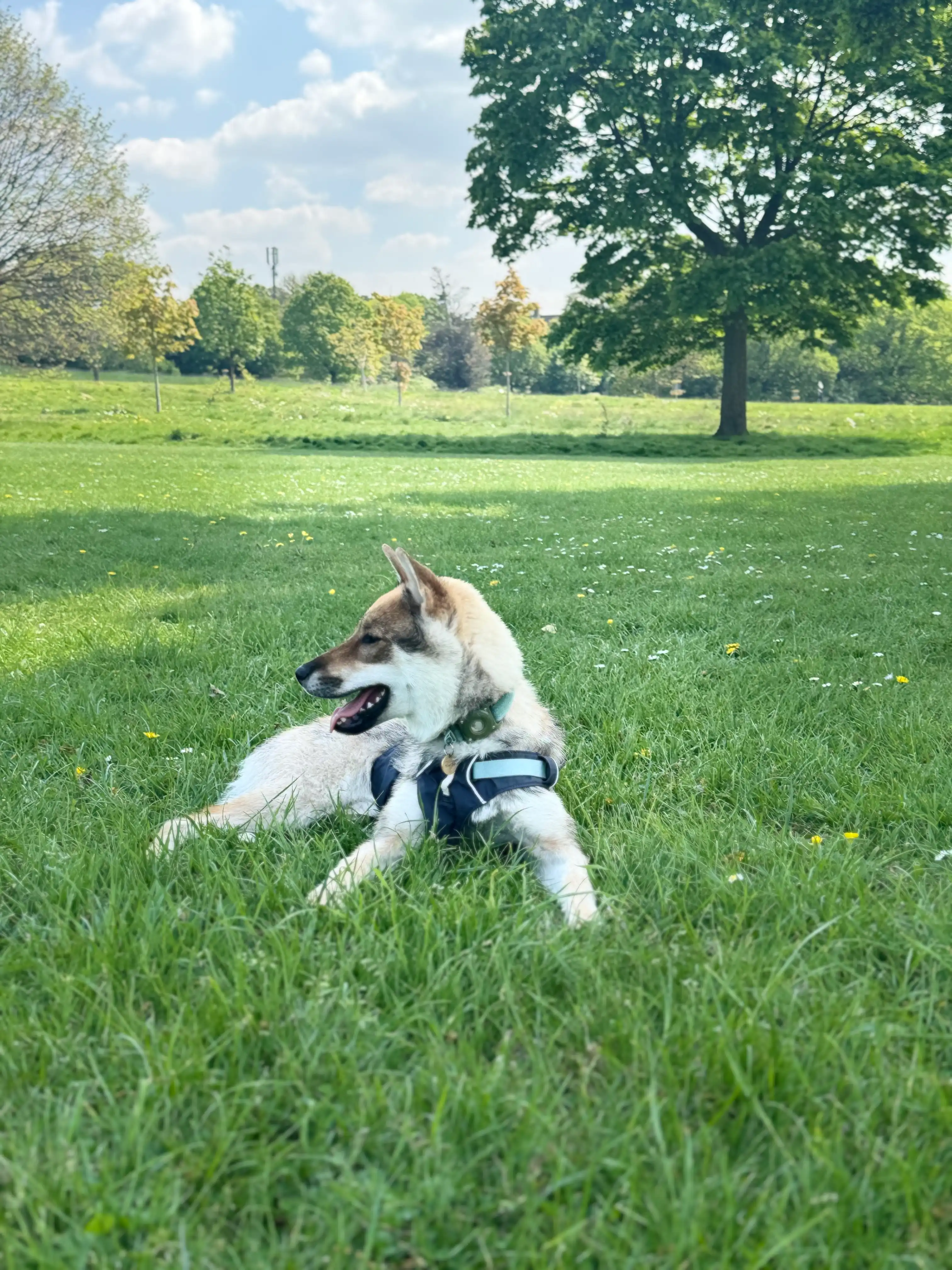 image-7