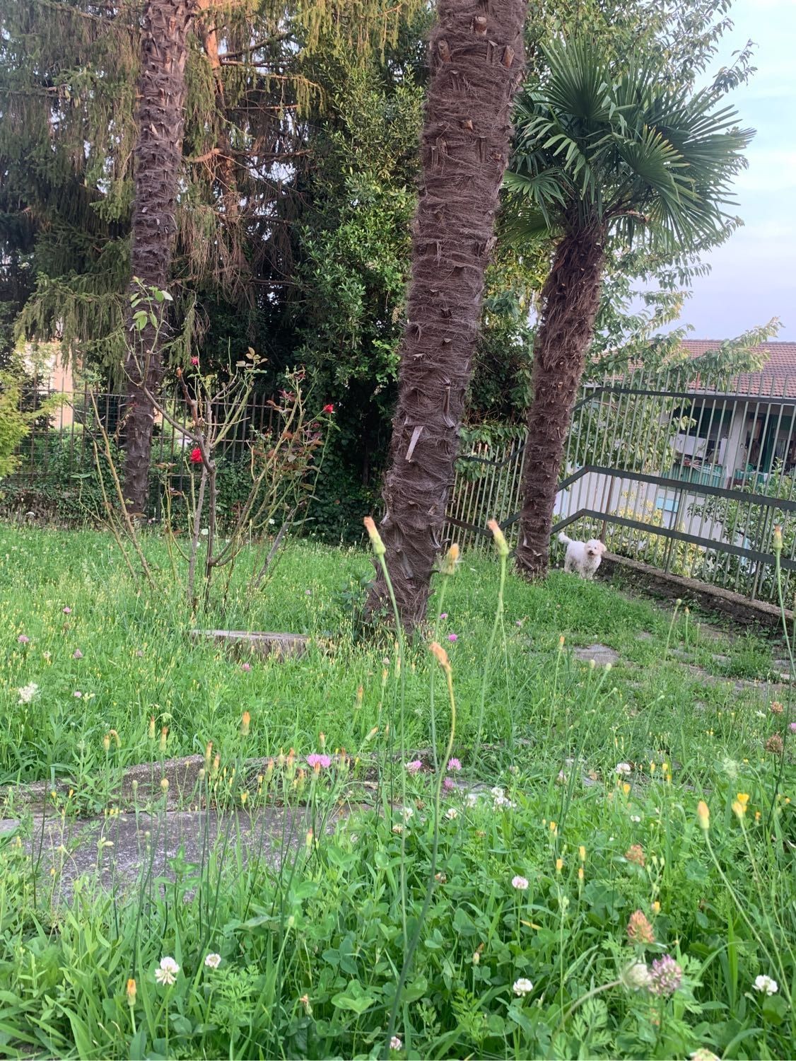 image-5