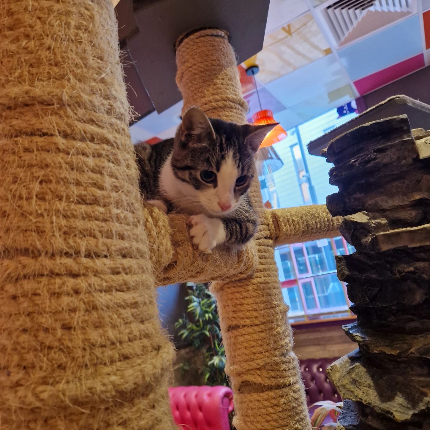 image-6