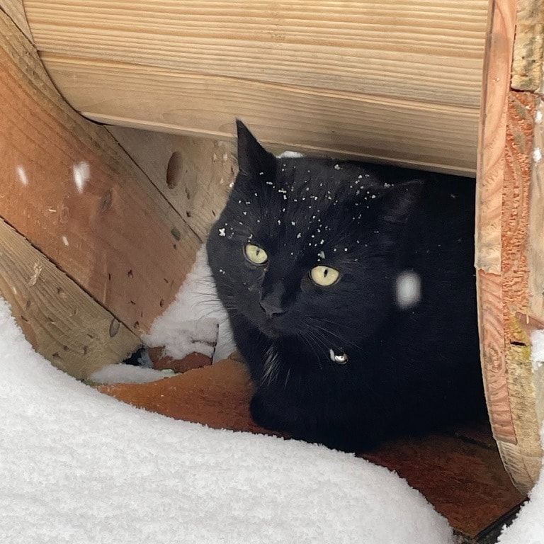 Portrait de Jack, la cat