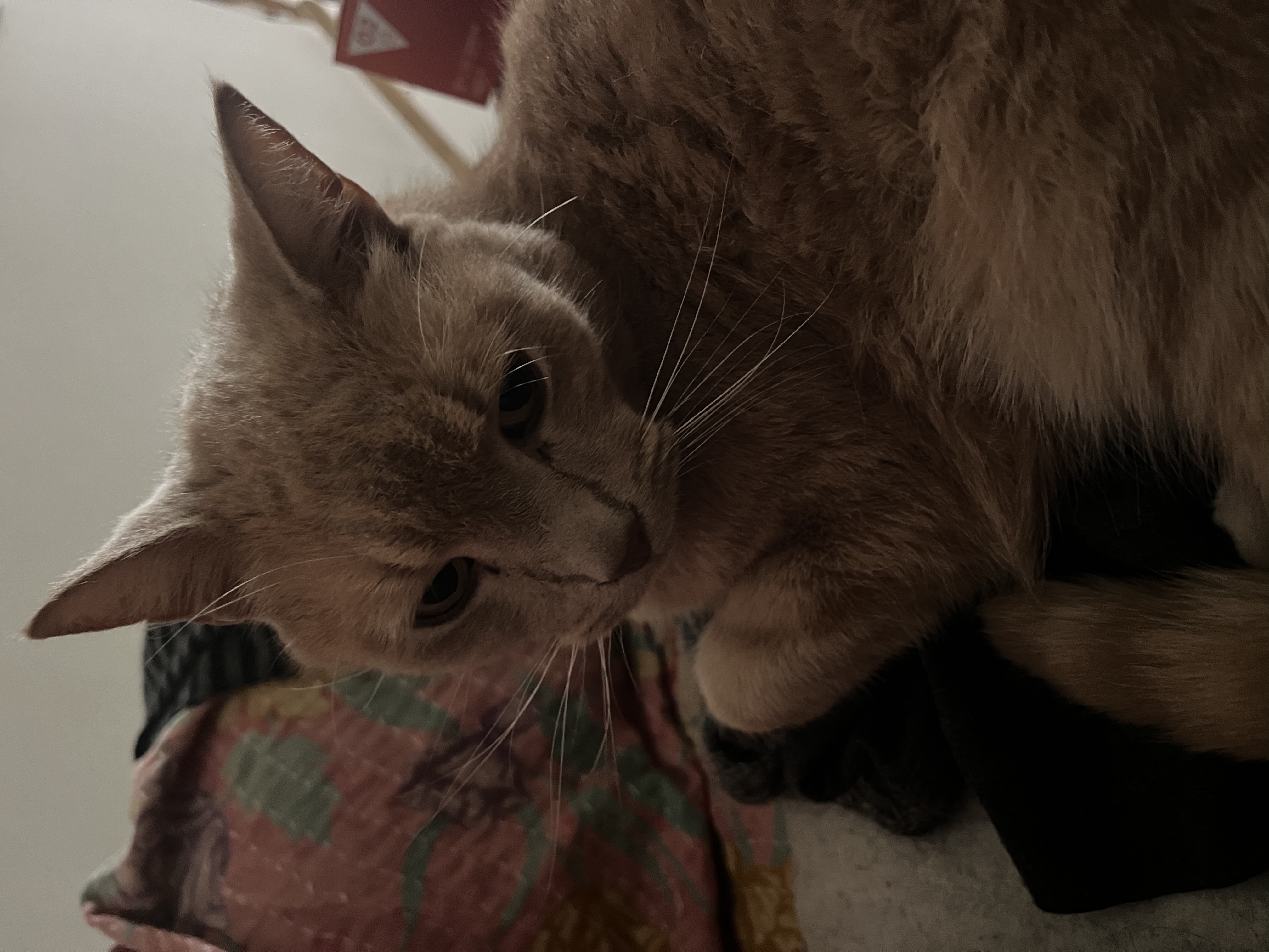 image-3