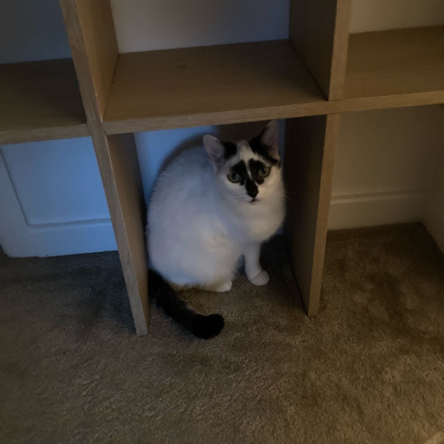 Portrait of Oreo , the cat
