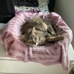Portrait of Lola, the cat